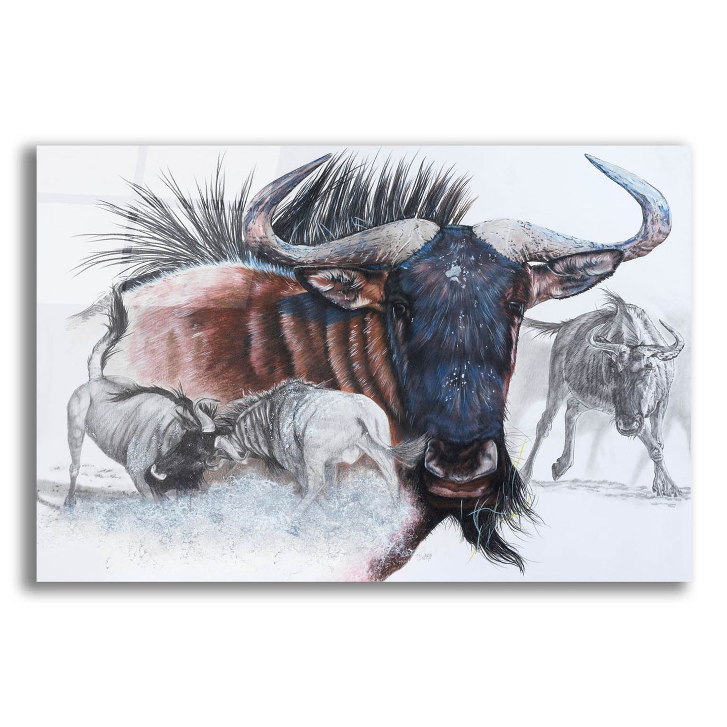 Epic Art 'Wildebeest' by Barbara Keith, Acrylic Glass Wall Art,16x12