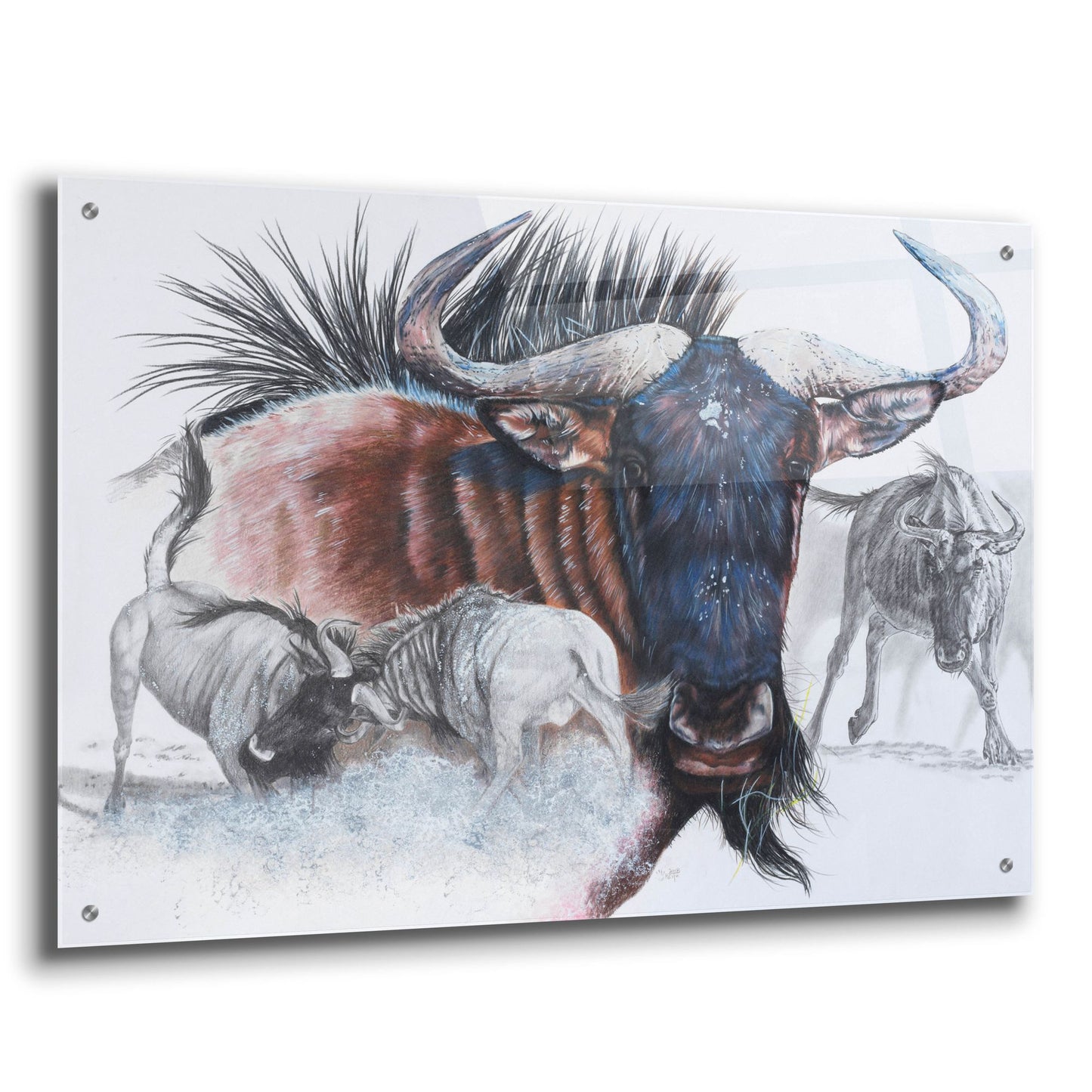 Epic Art 'Wildebeest' by Barbara Keith, Acrylic Glass Wall Art,36x24