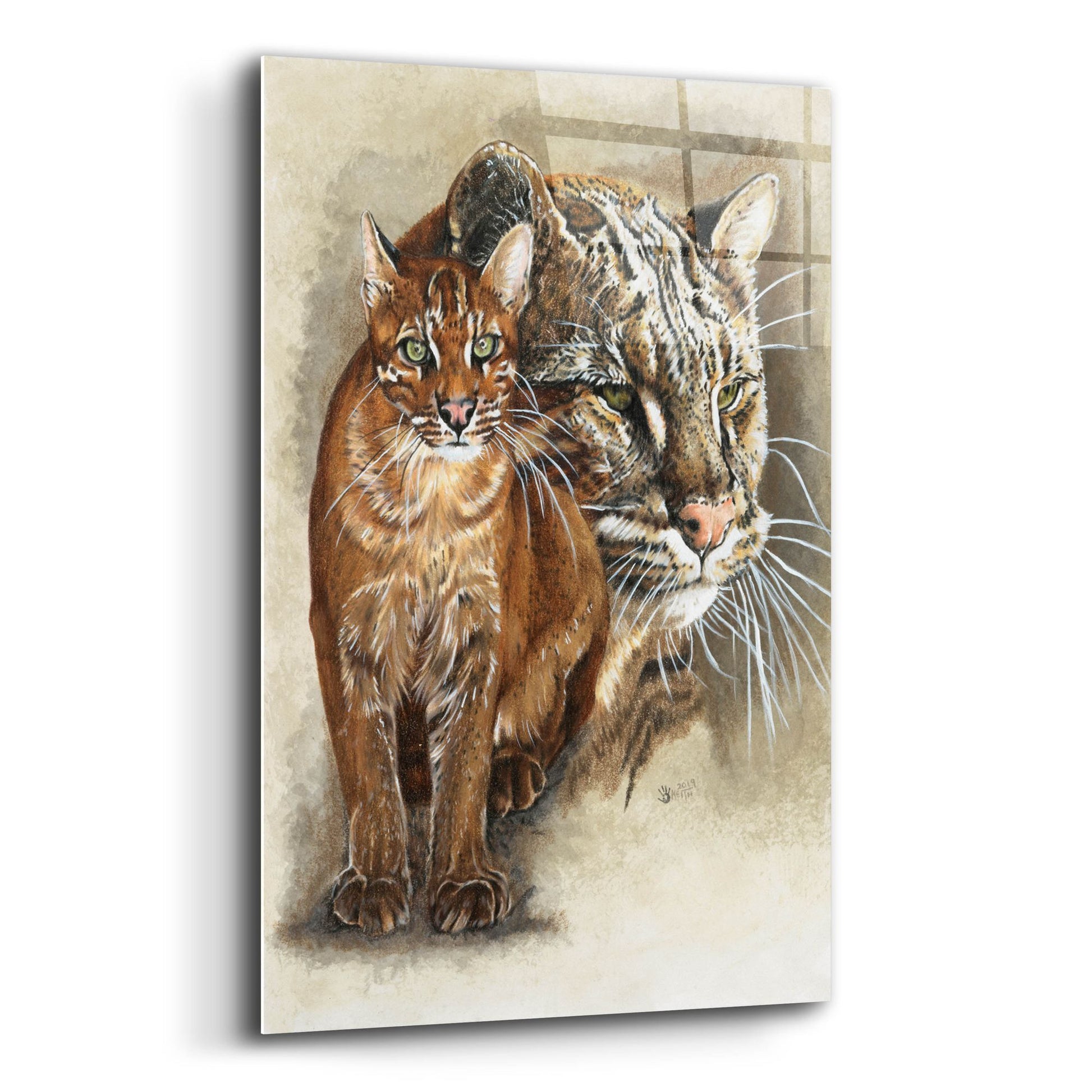 Epic Art 'Asian Golden Cat' by Barbara Keith, Acrylic Glass Wall Art,12x16