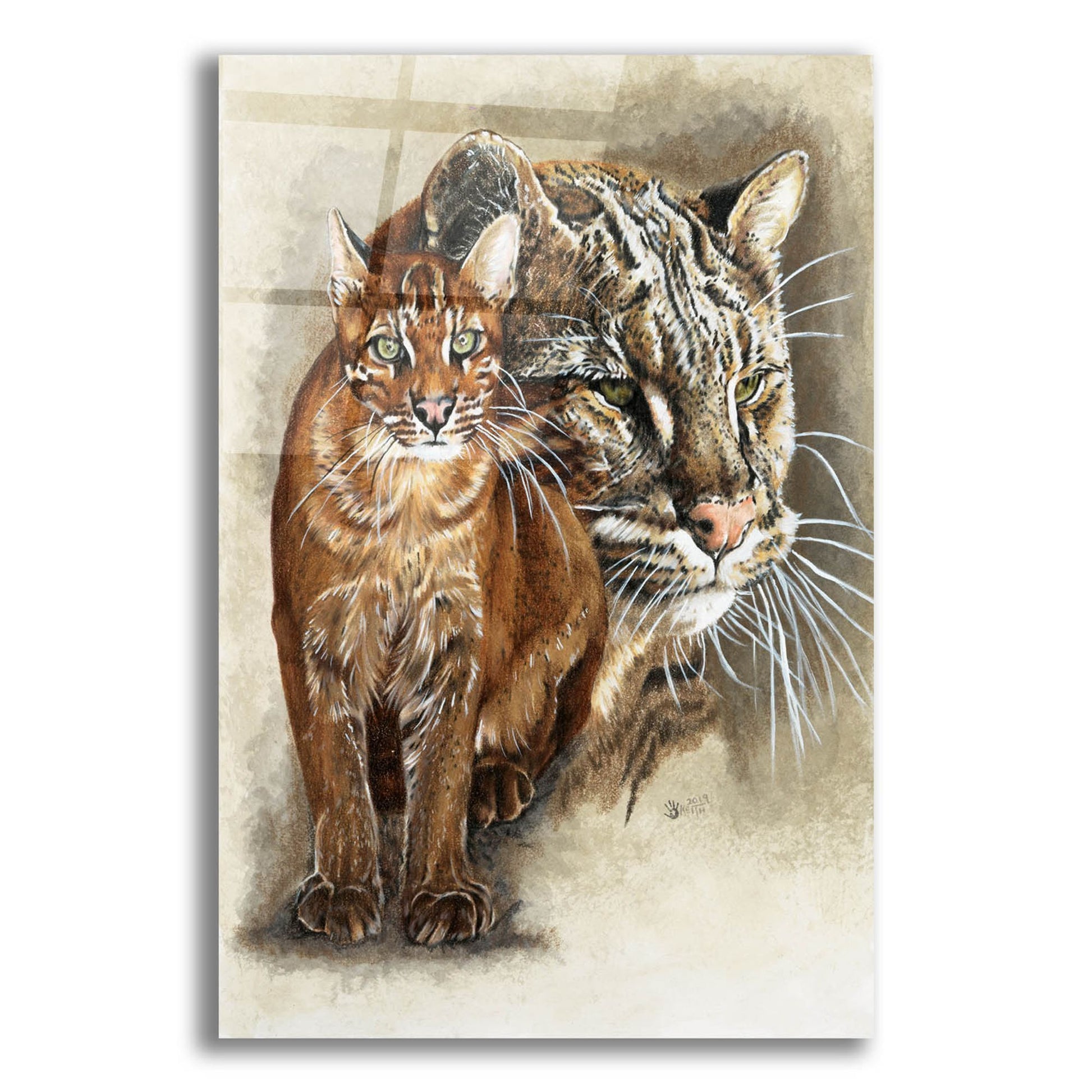 Epic Art 'Asian Golden Cat' by Barbara Keith, Acrylic Glass Wall Art,12x16