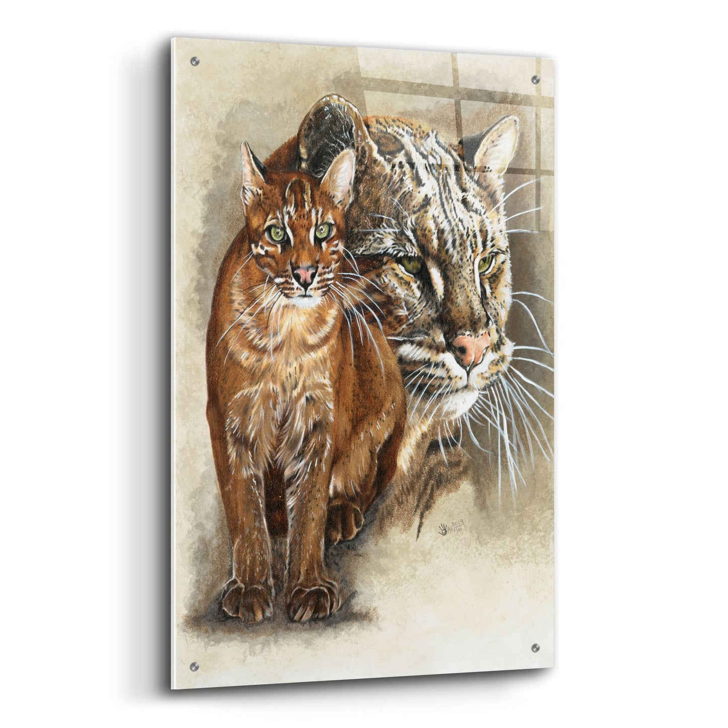 Epic Art 'Asian Golden Cat' by Barbara Keith, Acrylic Glass Wall Art,24x36