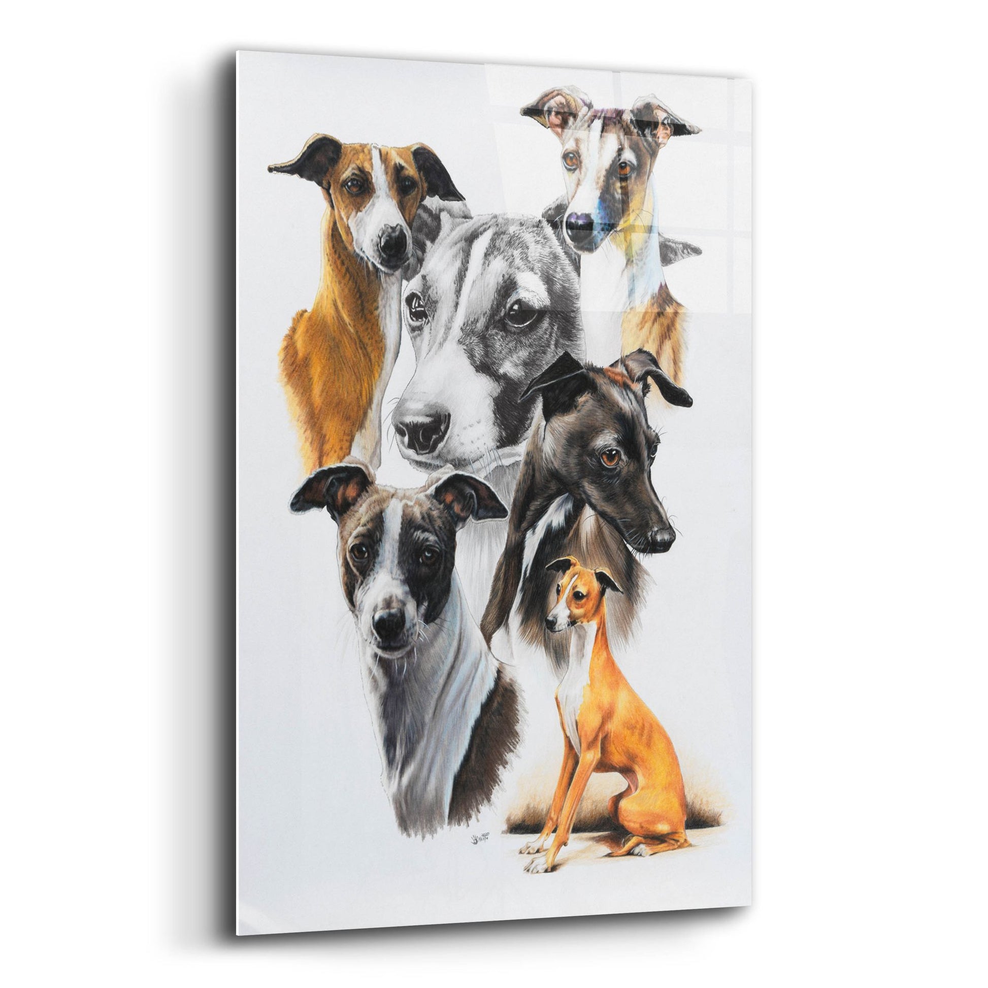 Epic Art 'Italian Greyhound Medley' by Barbara Keith, Acrylic Glass Wall Art,12x16