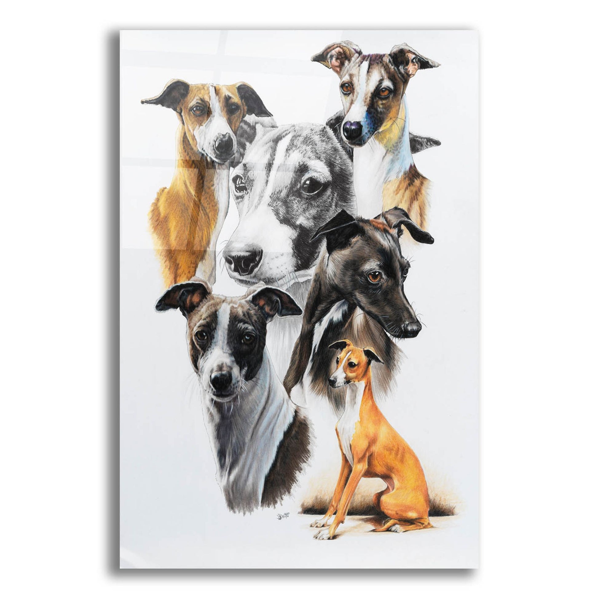 Epic Art 'Italian Greyhound Medley' by Barbara Keith, Acrylic Glass Wall Art,12x16