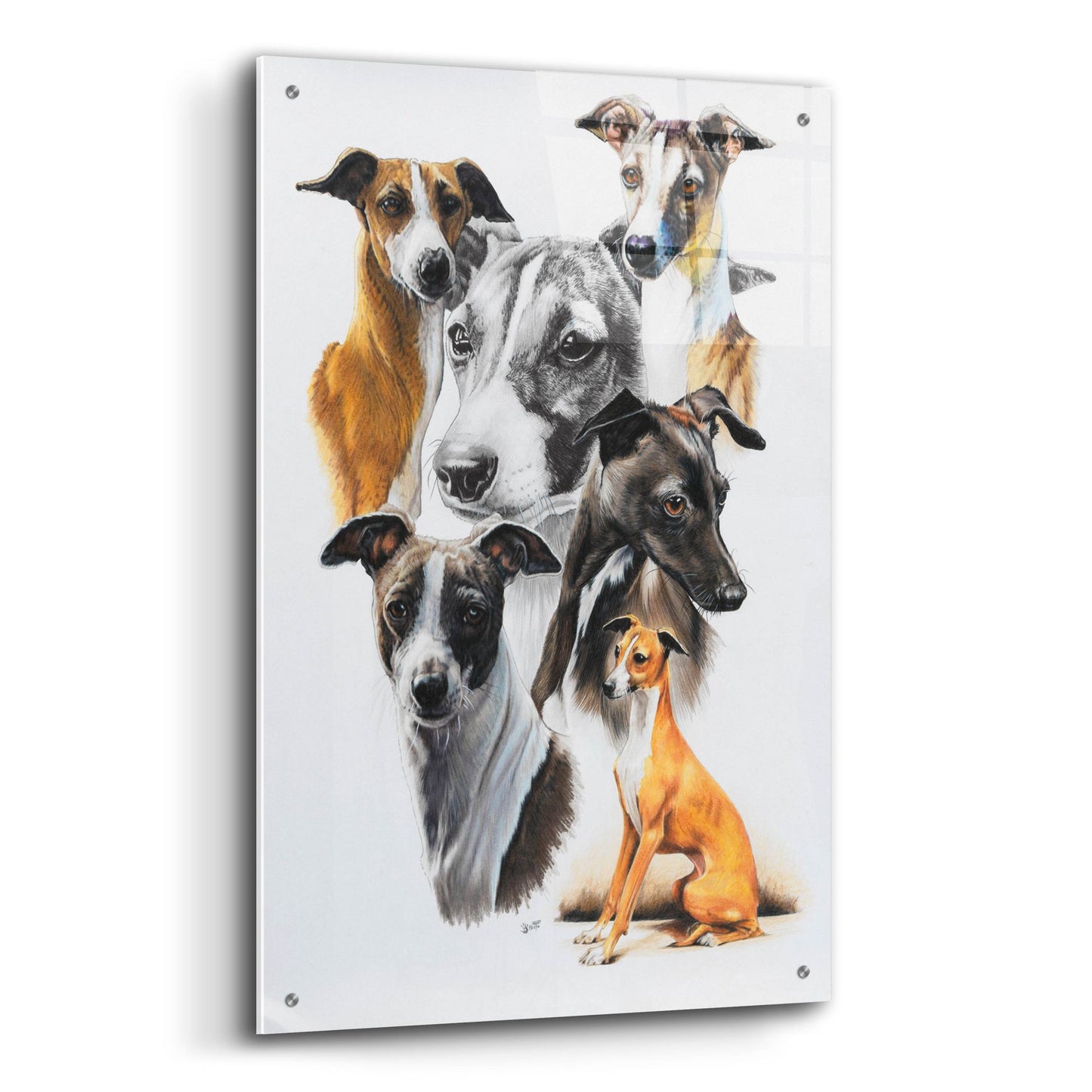 Epic Art 'Italian Greyhound Medley' by Barbara Keith, Acrylic Glass Wall Art,24x36