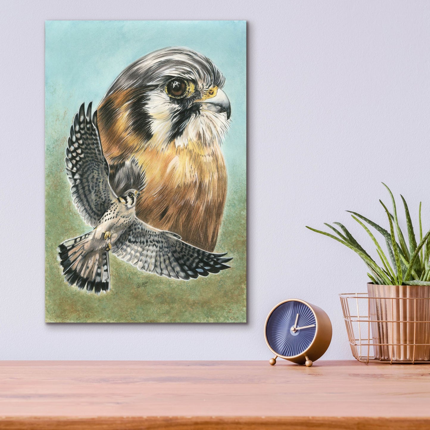 Epic Art 'American Kestrel' by Barbara Keith, Acrylic Glass Wall Art,12x16