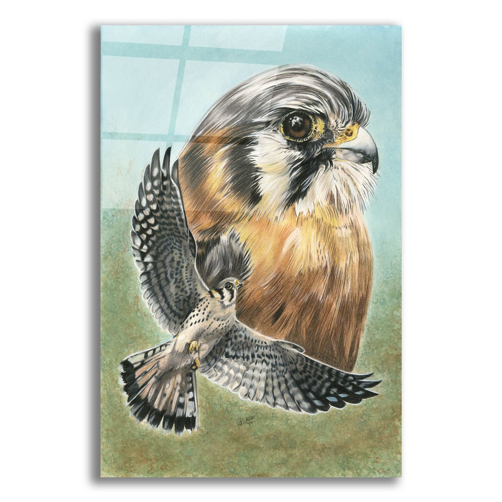 Epic Art 'American Kestrel' by Barbara Keith, Acrylic Glass Wall Art,12x16