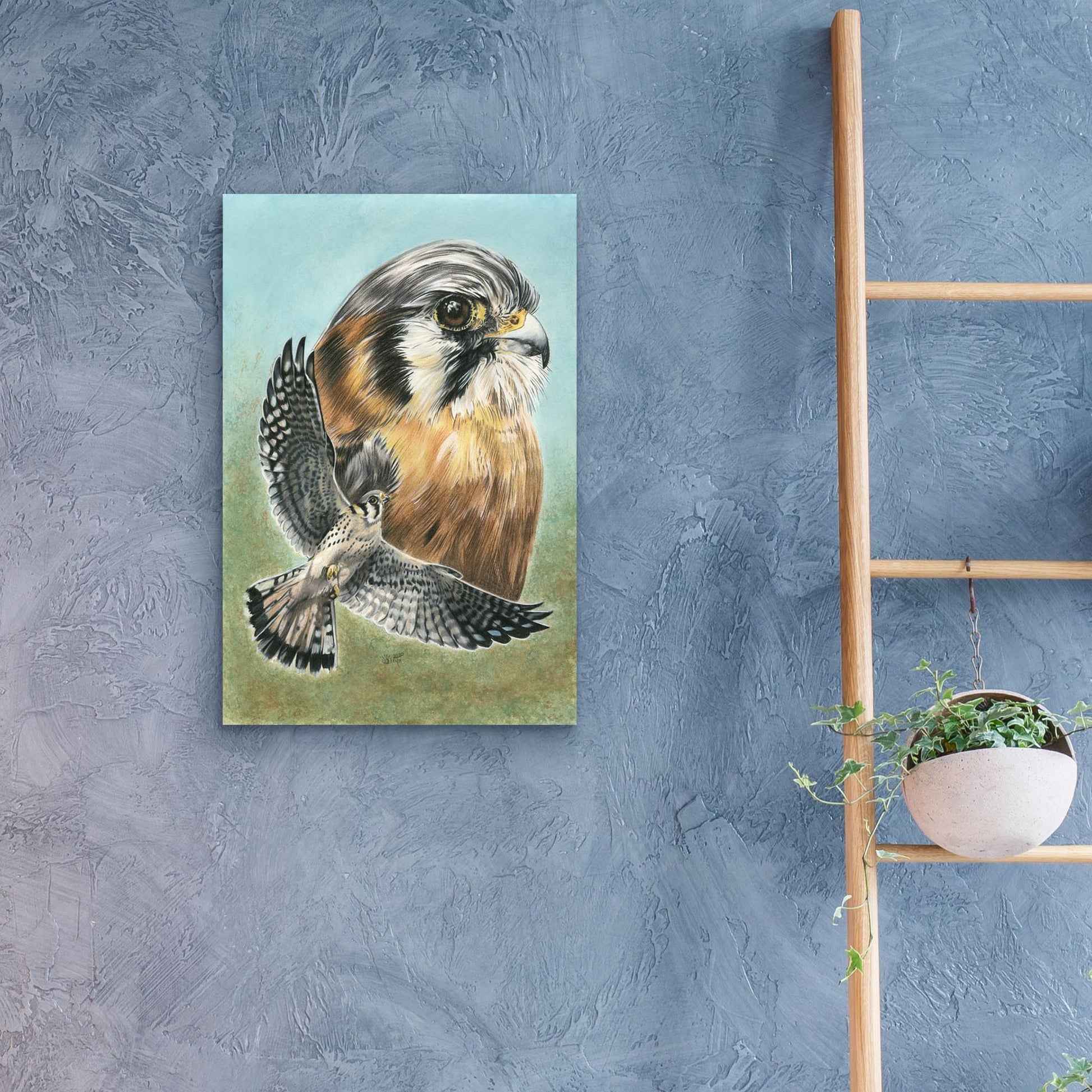 Epic Art 'American Kestrel' by Barbara Keith, Acrylic Glass Wall Art,16x24