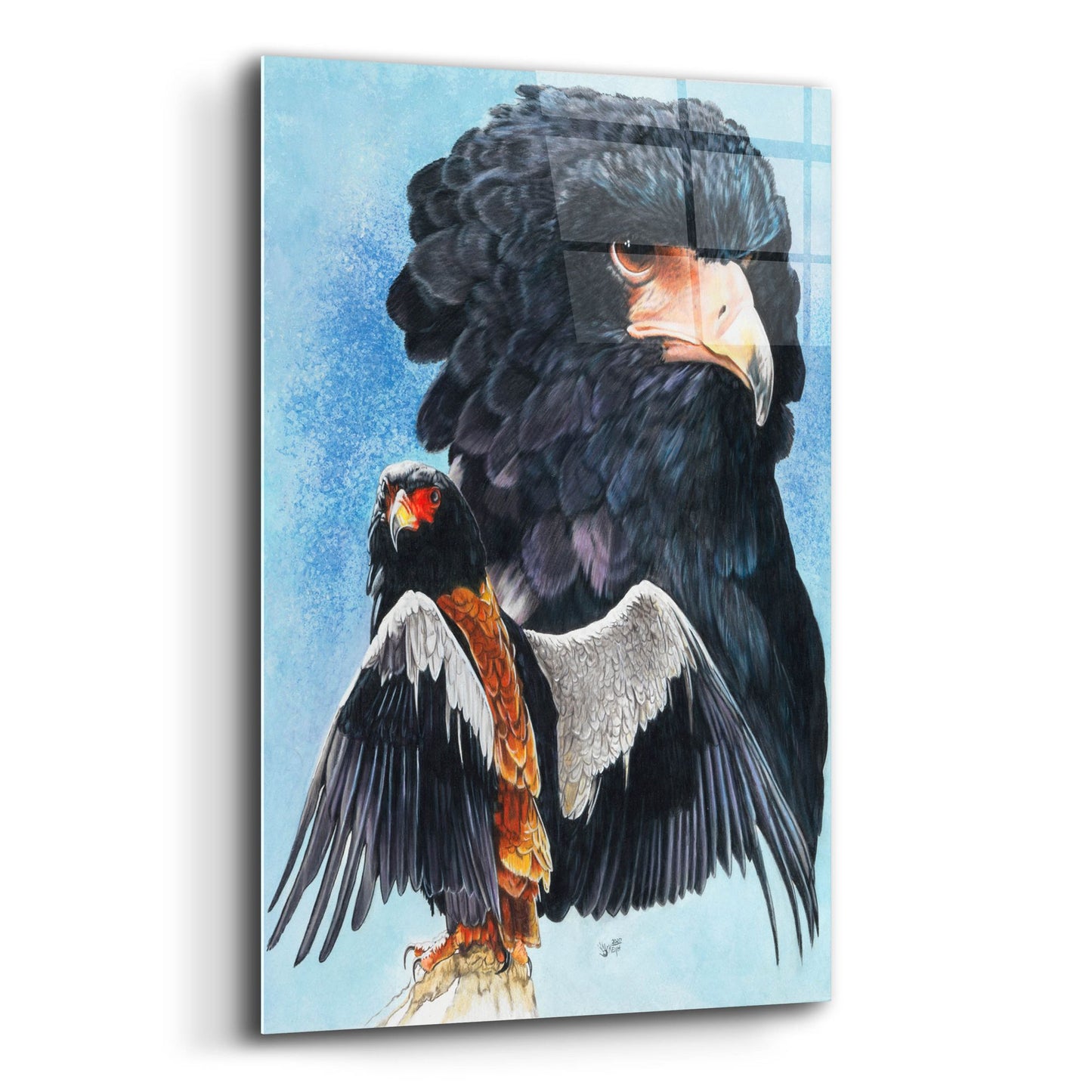 Epic Art 'Bateleur Eagle' by Barbara Keith, Acrylic Glass Wall Art,12x16