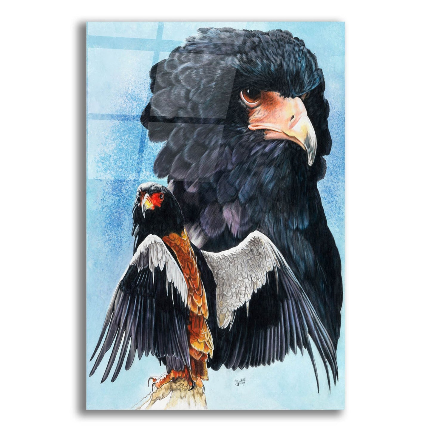 Epic Art 'Bateleur Eagle' by Barbara Keith, Acrylic Glass Wall Art,12x16