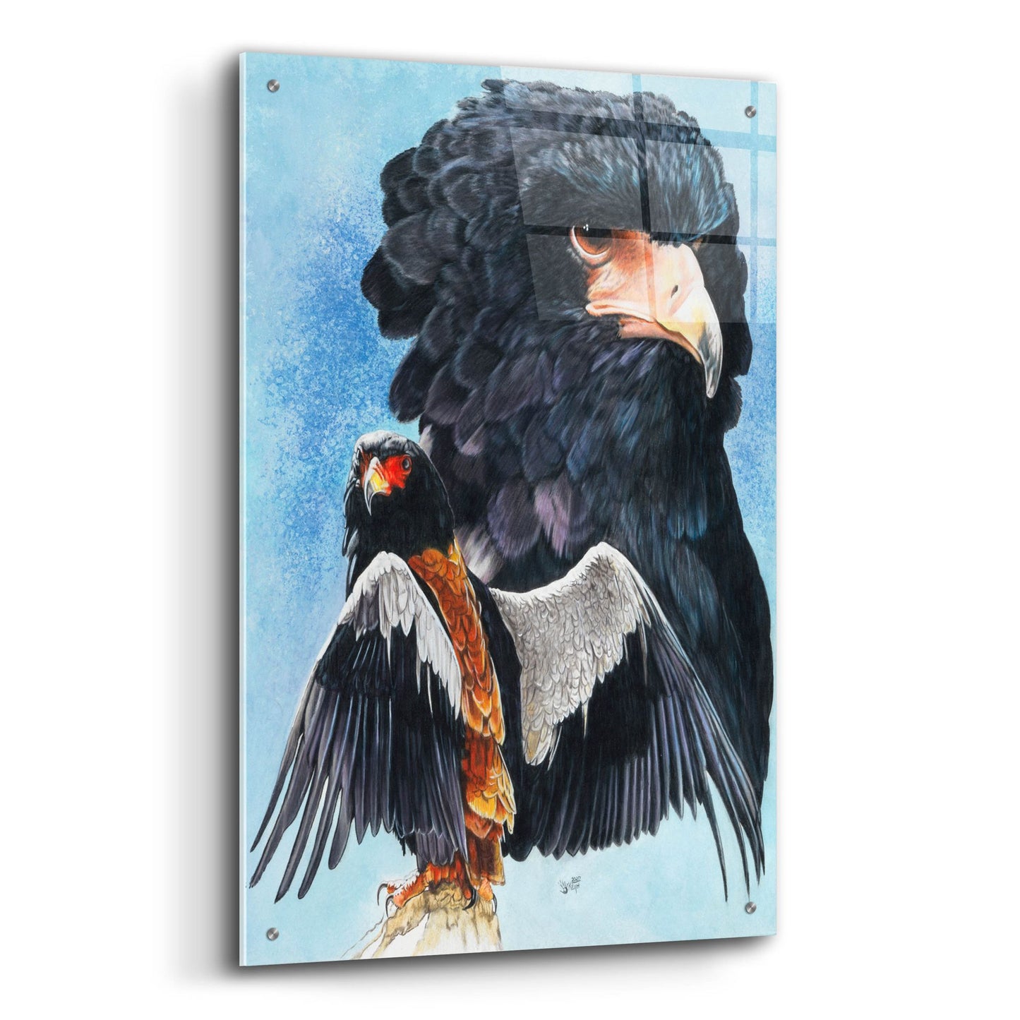 Epic Art 'Bateleur Eagle' by Barbara Keith, Acrylic Glass Wall Art,24x36