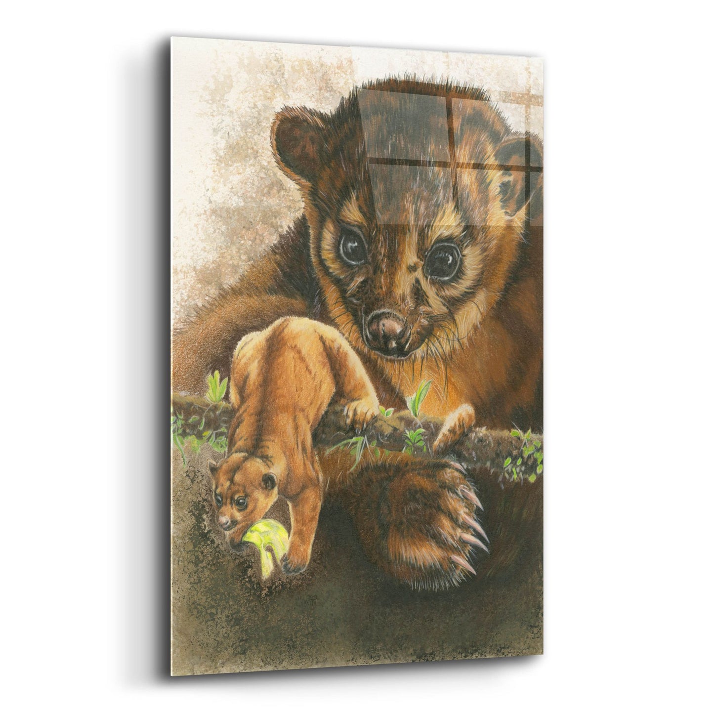 Epic Art 'Kinkajou' by Barbara Keith, Acrylic Glass Wall Art,12x16