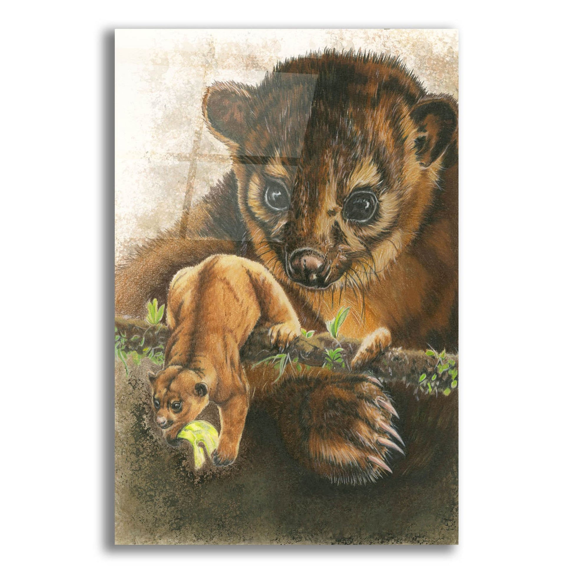 Epic Art 'Kinkajou' by Barbara Keith, Acrylic Glass Wall Art,12x16