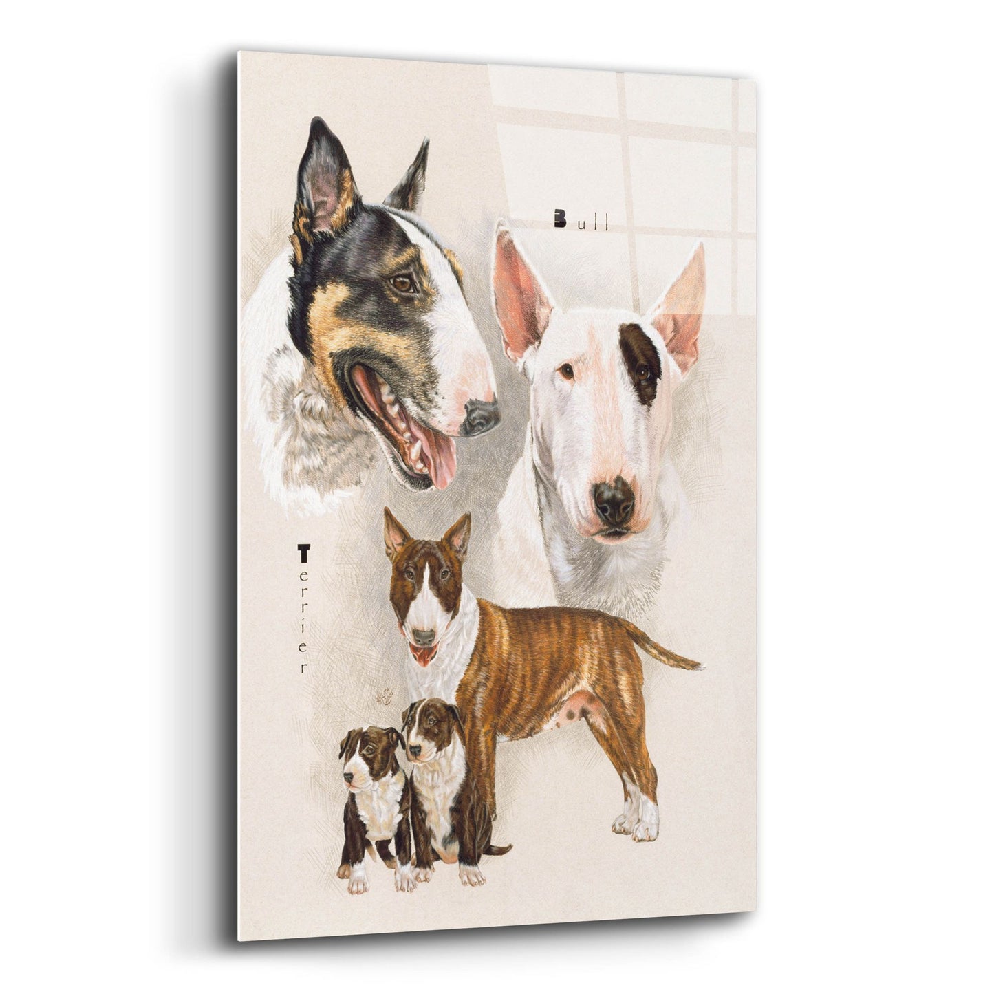 Epic Art 'Bull Terrier' by Barbara Keith, Acrylic Glass Wall Art,12x16