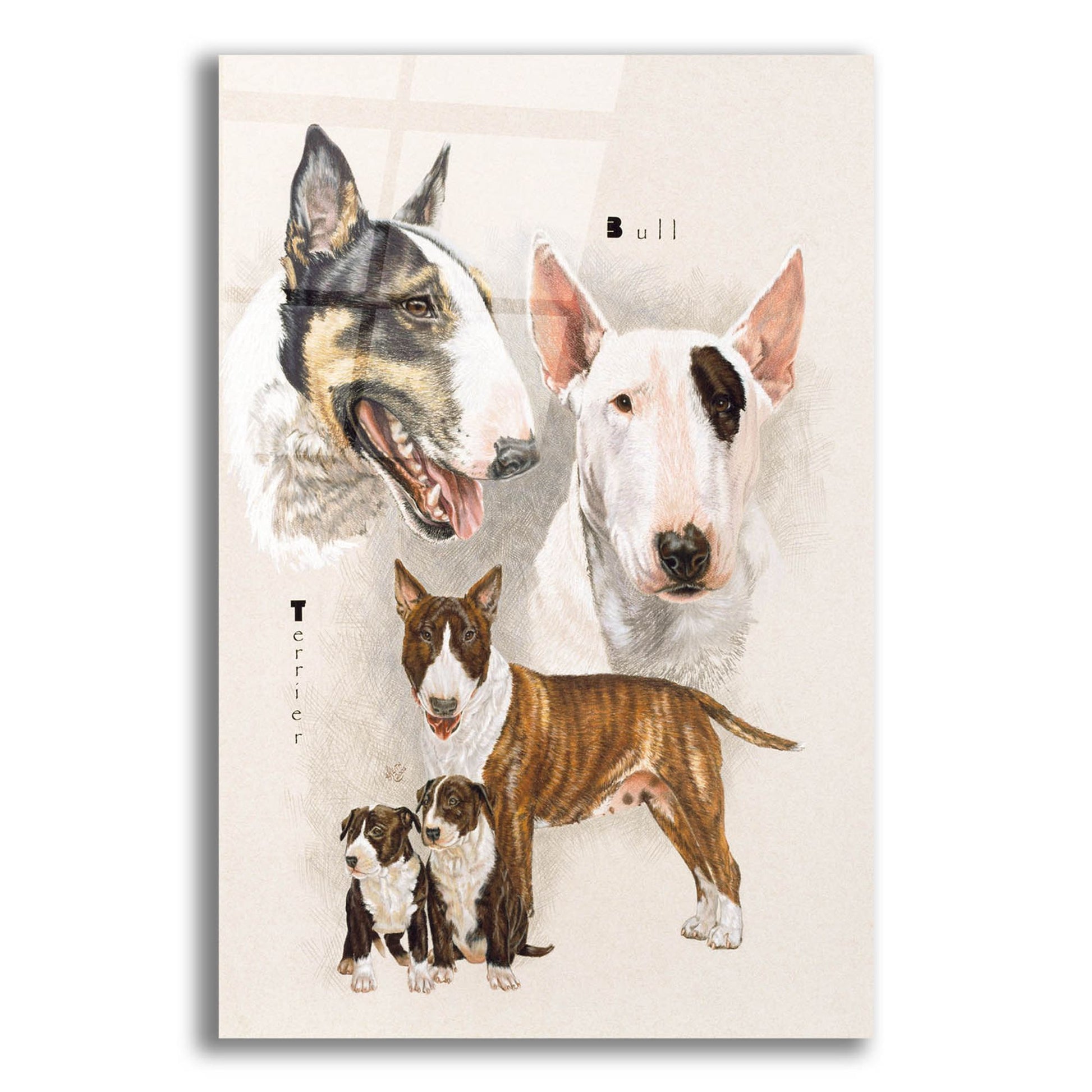 Epic Art 'Bull Terrier' by Barbara Keith, Acrylic Glass Wall Art,12x16