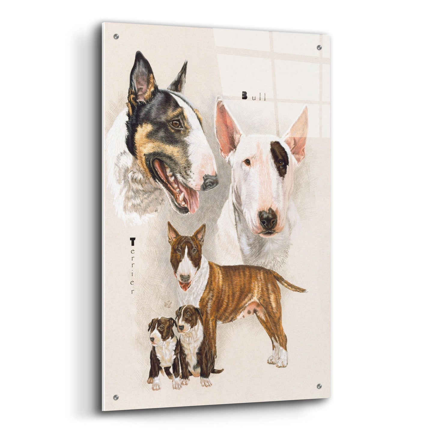 Epic Art 'Bull Terrier' by Barbara Keith, Acrylic Glass Wall Art,24x36