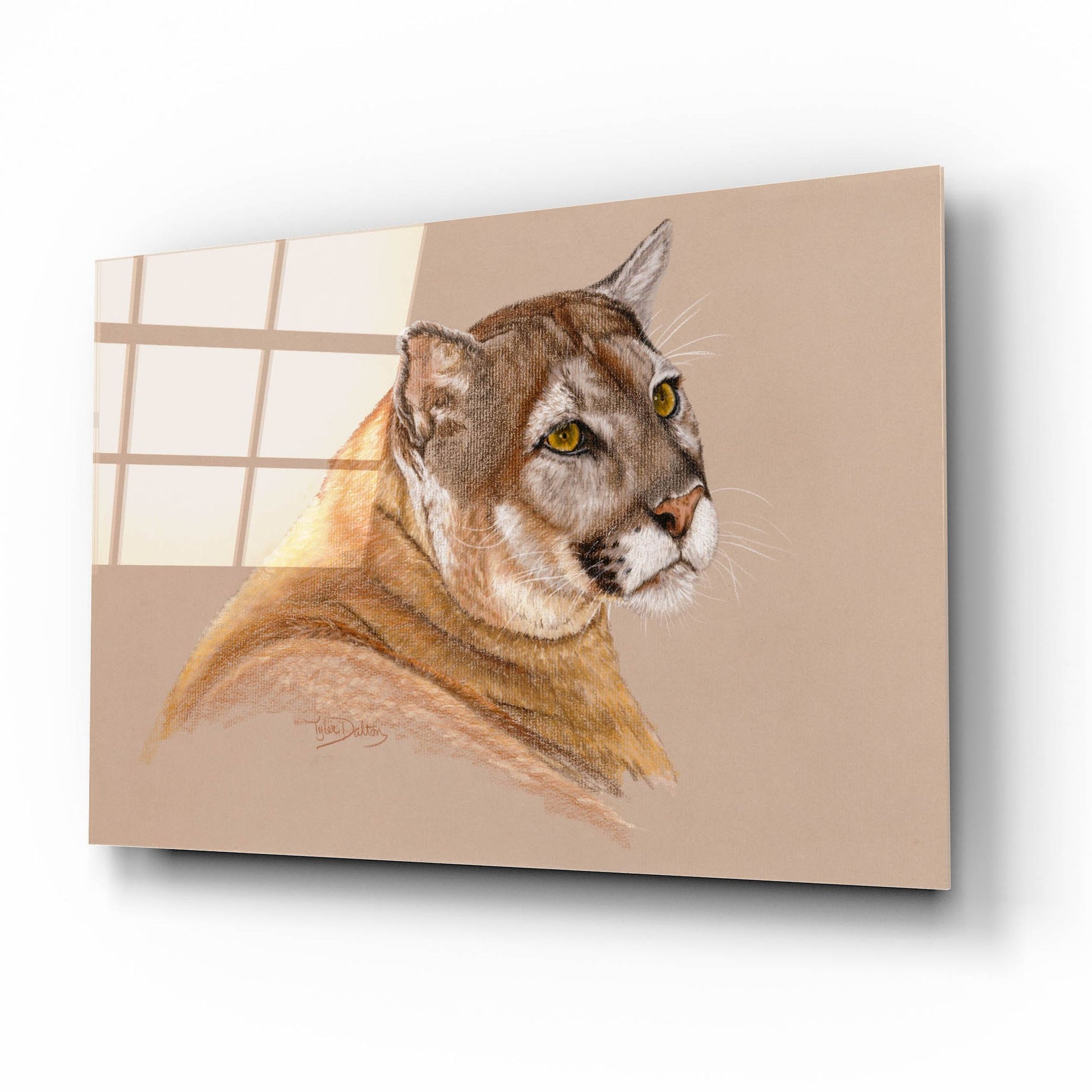 Epic Art 'Cougar' by Barbara Keith, Acrylic Glass Wall Art,16x12