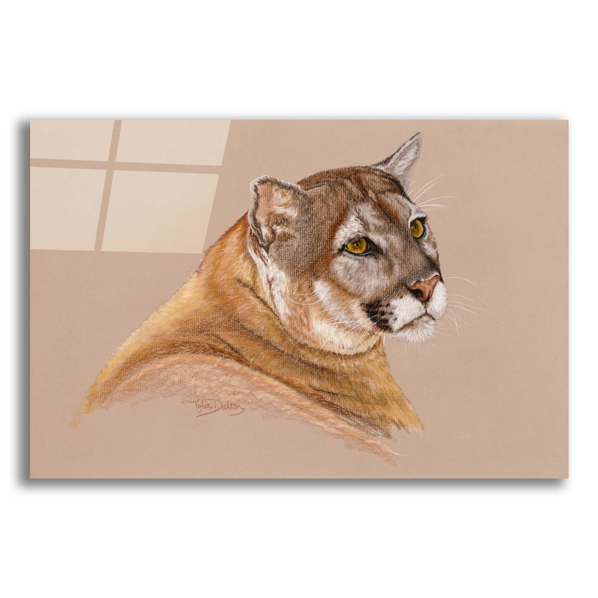 Epic Art 'Cougar' by Barbara Keith, Acrylic Glass Wall Art,16x12