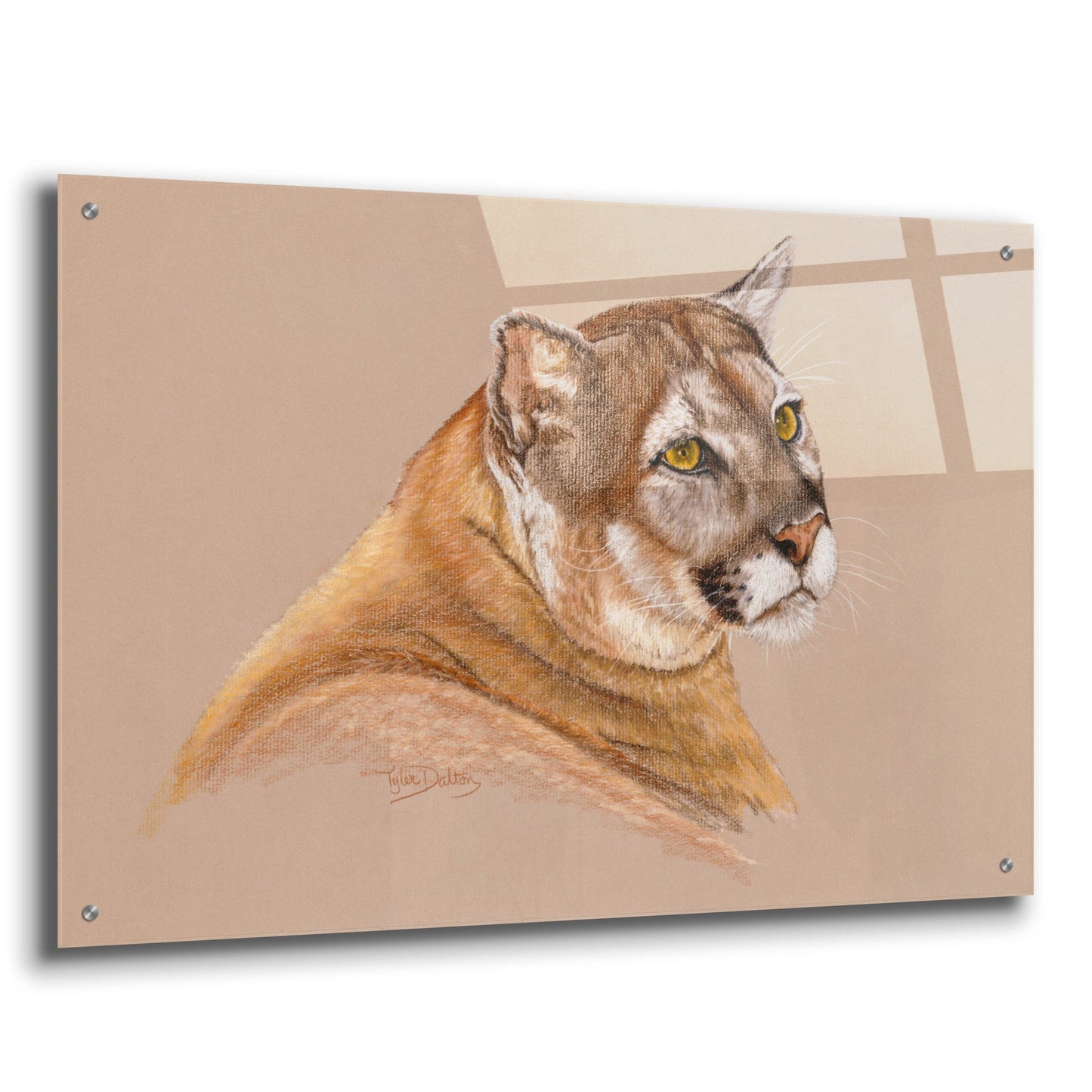 Epic Art 'Cougar' by Barbara Keith, Acrylic Glass Wall Art,36x24