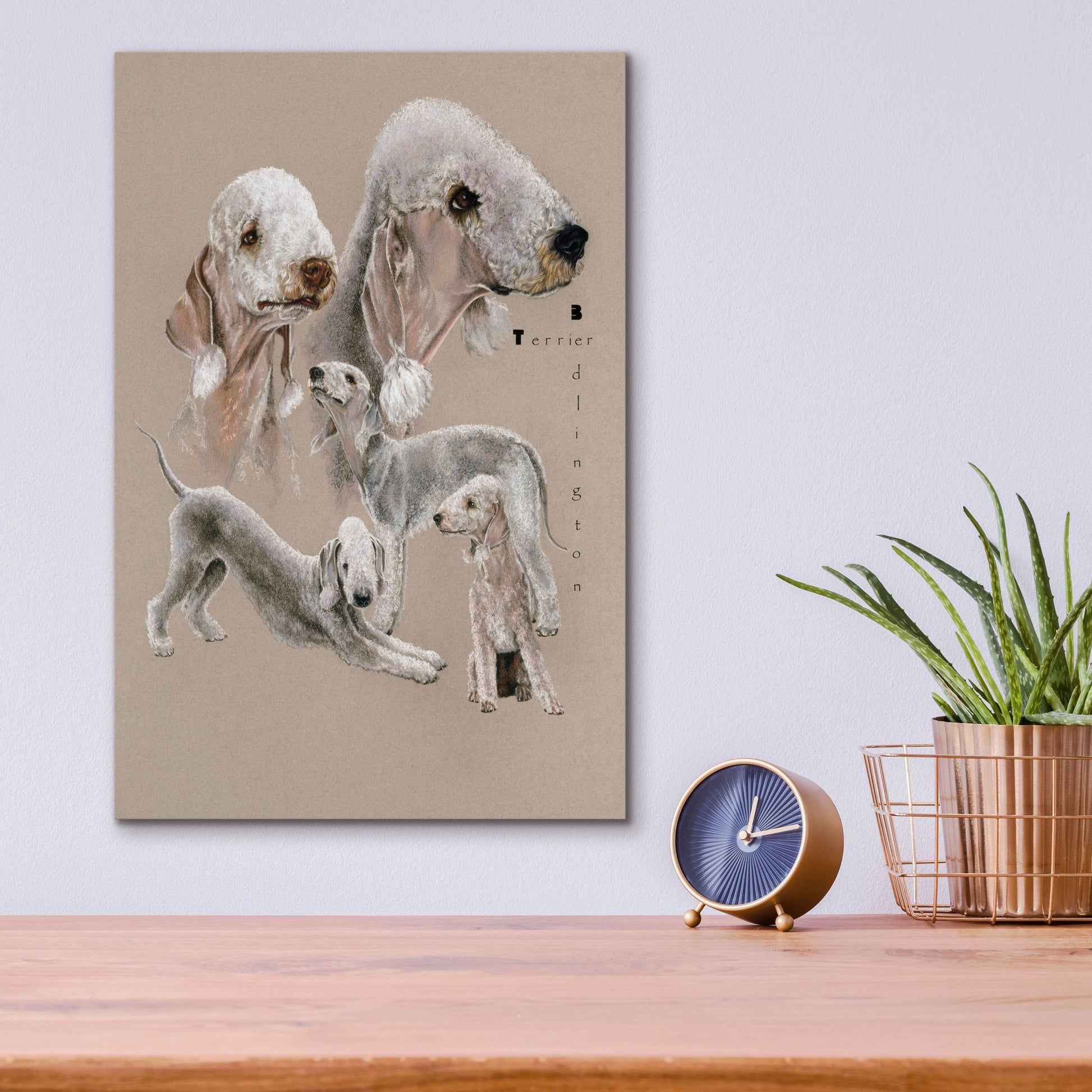 Epic Art 'Bedlington Terrier' by Barbara Keith, Acrylic Glass Wall Art,12x16