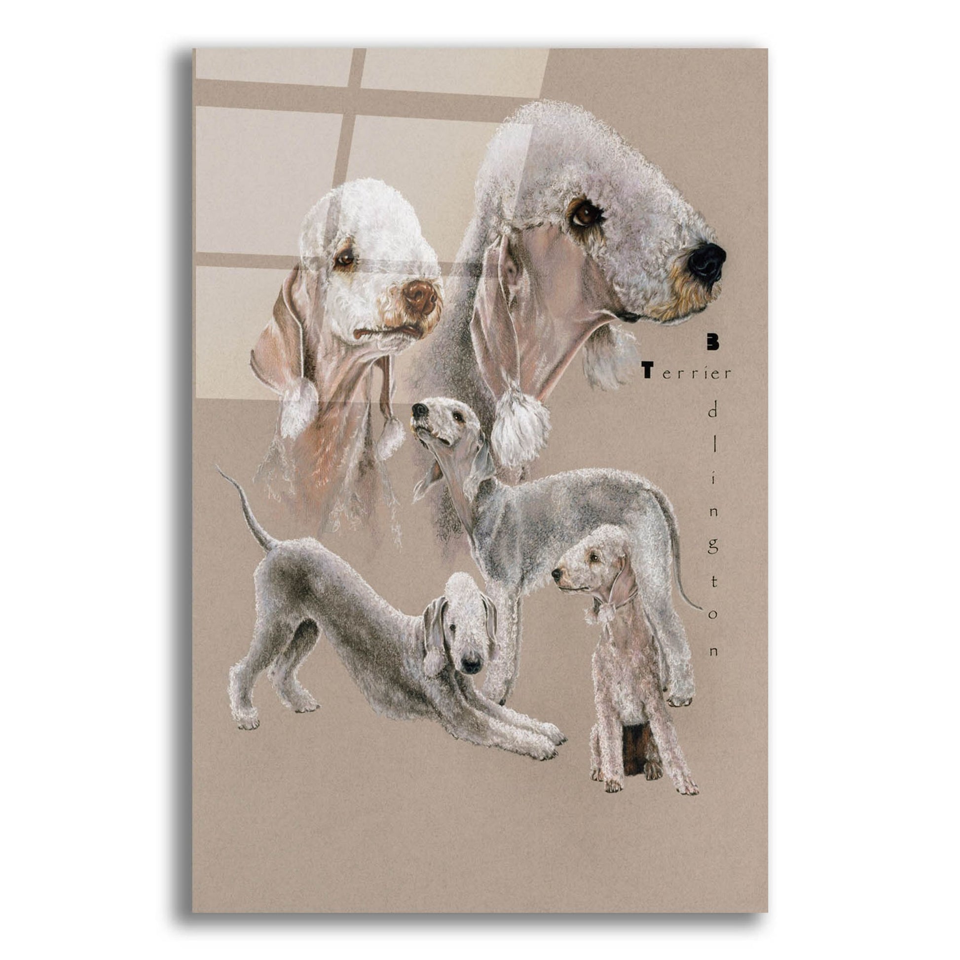 Epic Art 'Bedlington Terrier' by Barbara Keith, Acrylic Glass Wall Art,12x16