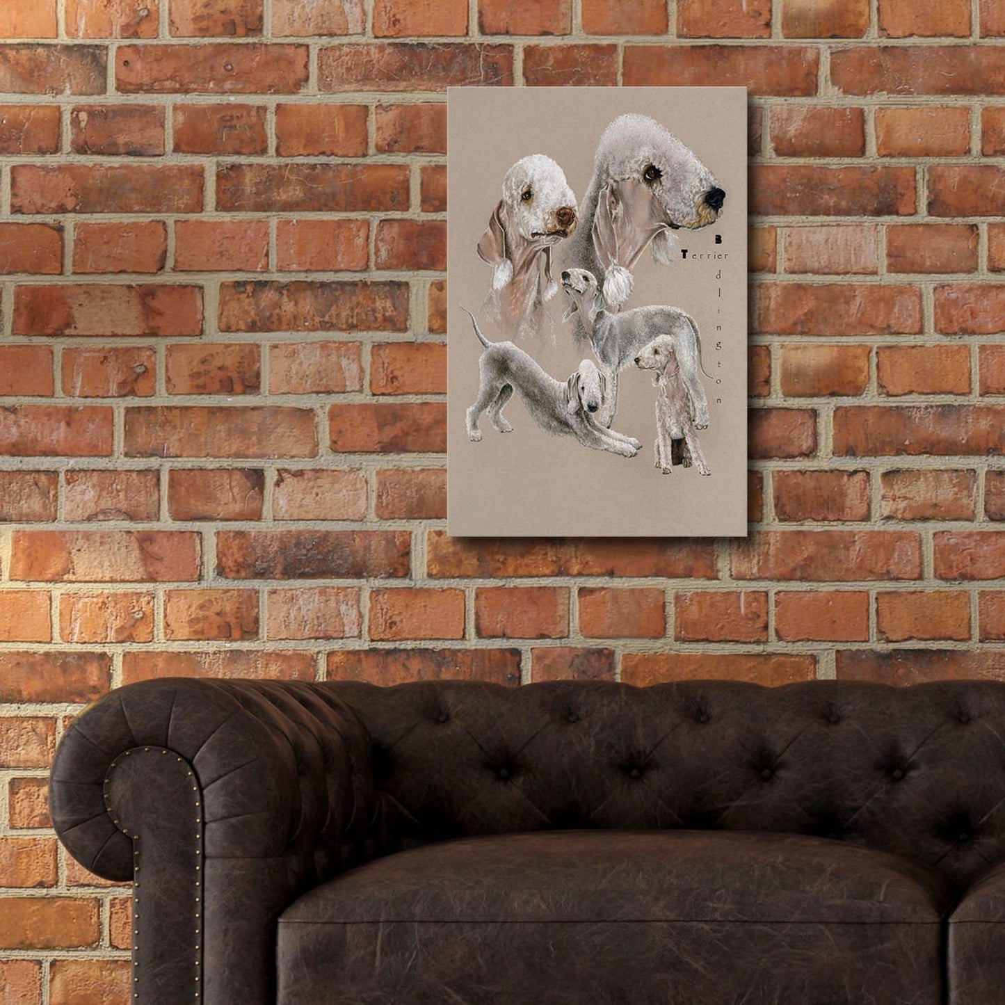 Epic Art 'Bedlington Terrier' by Barbara Keith, Acrylic Glass Wall Art,16x24