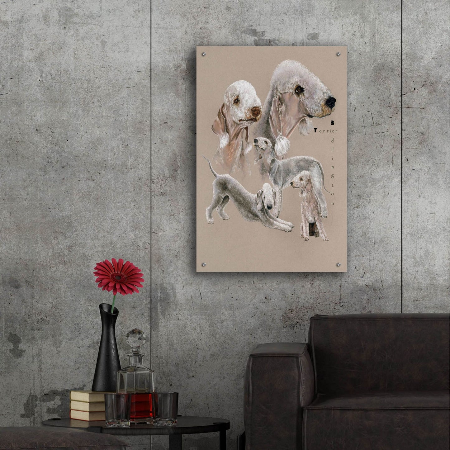 Epic Art 'Bedlington Terrier' by Barbara Keith, Acrylic Glass Wall Art,24x36