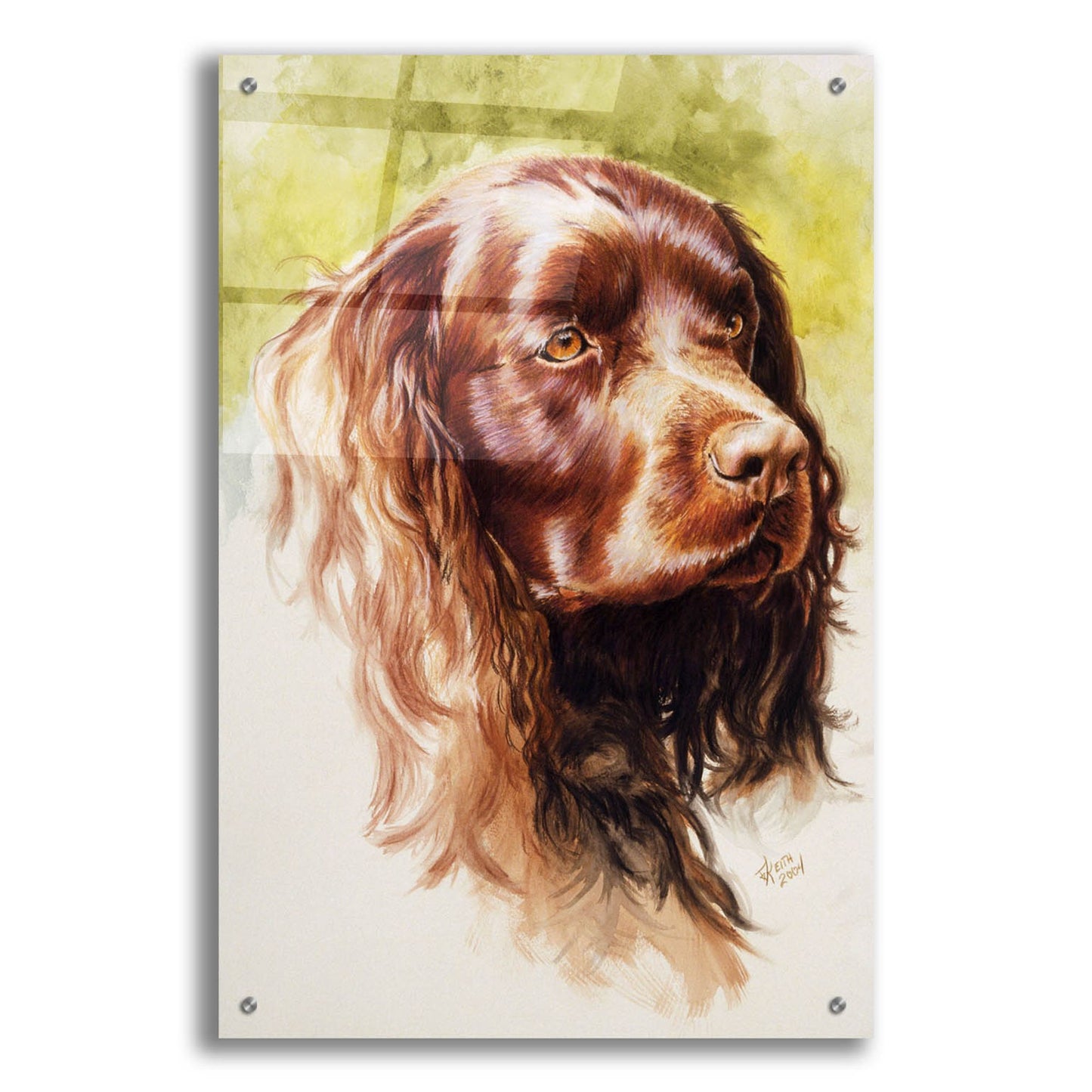 Epic Art 'Am Water Spaniel' by Barbara Keith, Acrylic Glass Wall Art,24x36