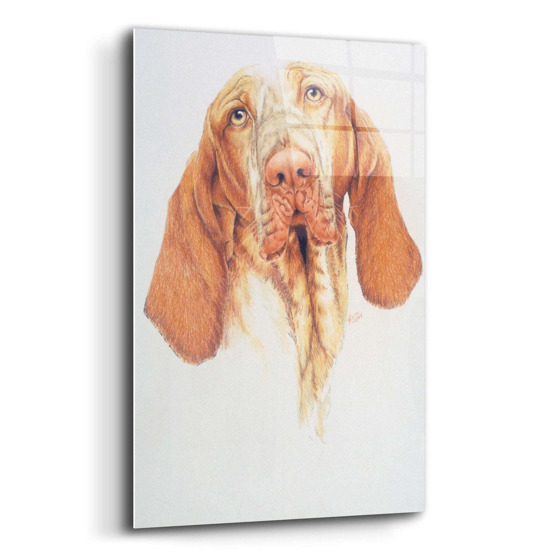 Epic Art 'Bracco Italiano' by Barbara Keith, Acrylic Glass Wall Art,12x16