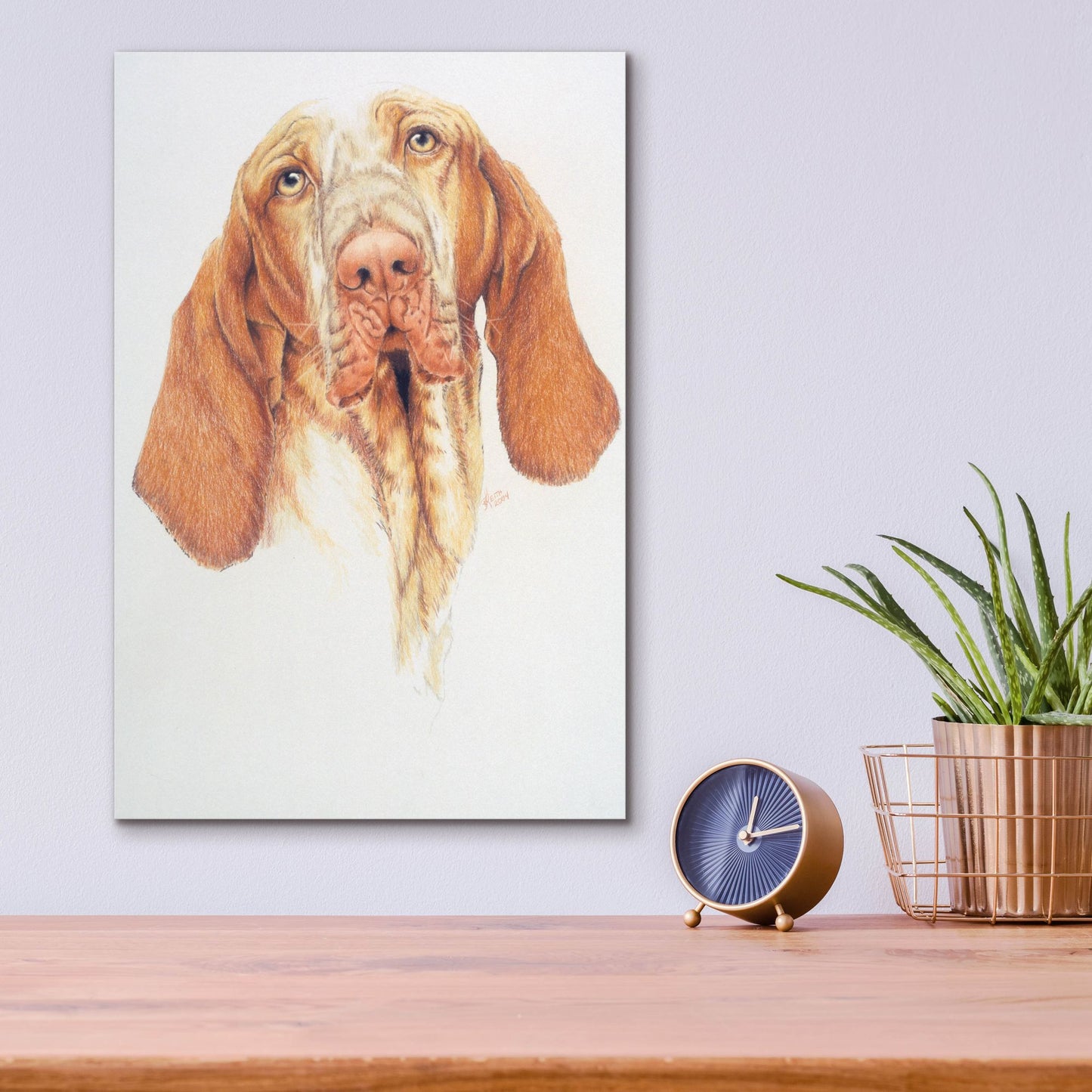 Epic Art 'Bracco Italiano' by Barbara Keith, Acrylic Glass Wall Art,12x16