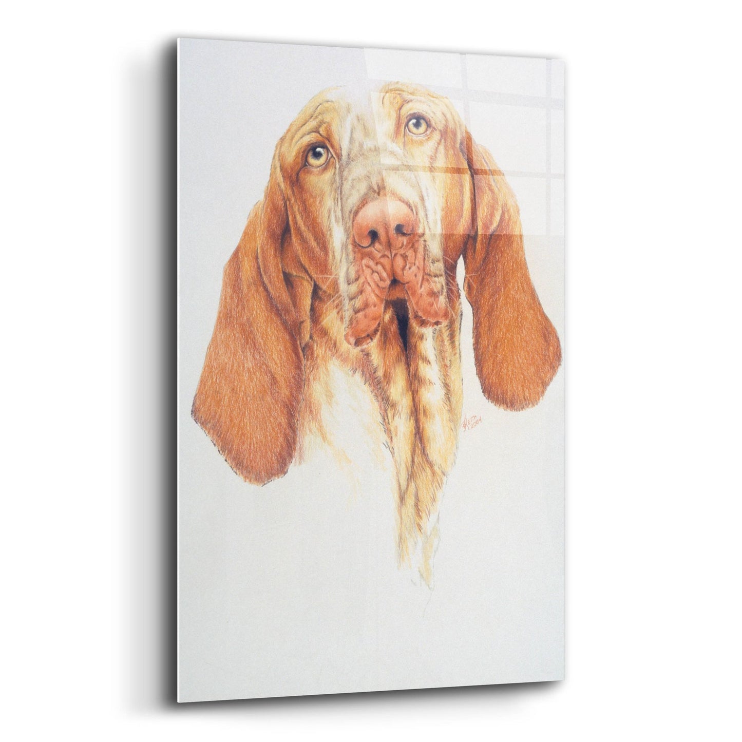 Epic Art 'Bracco Italiano' by Barbara Keith, Acrylic Glass Wall Art,16x24