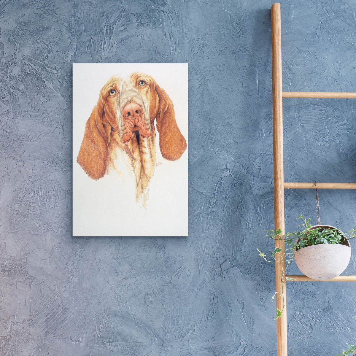 Bracco Italiano by Barbara Keith - 16x24 acrylic wall art in a room