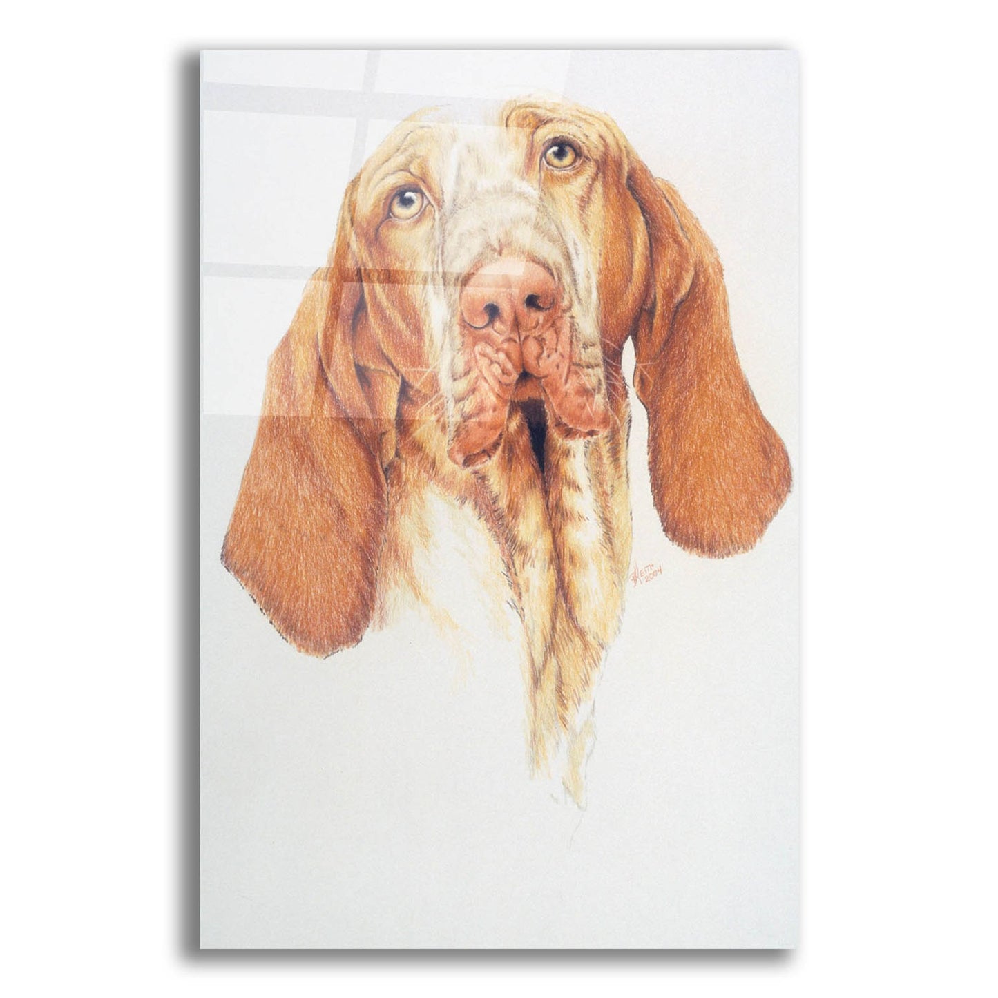 Epic Art 'Bracco Italiano' by Barbara Keith, Acrylic Glass Wall Art,16x24