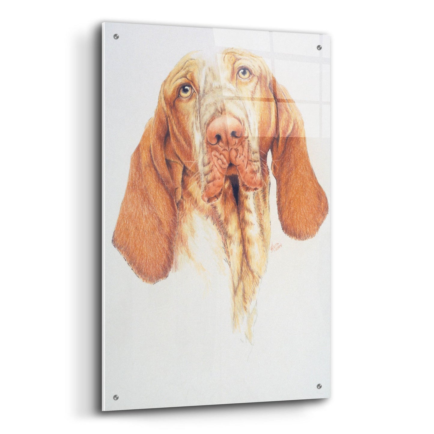 Epic Art 'Bracco Italiano' by Barbara Keith, Acrylic Glass Wall Art,24x36