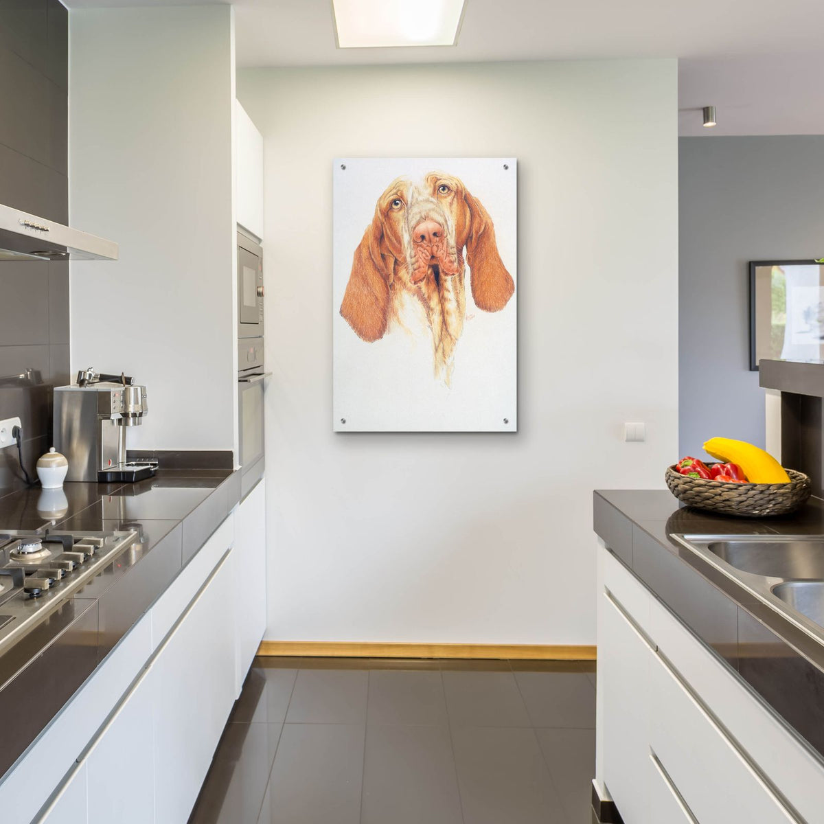Bracco Italiano by Barbara Keith - 24x36 acrylic wall art in a room