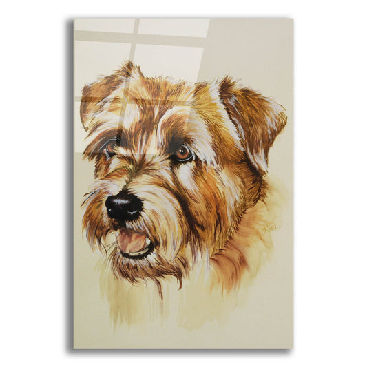 Epic Art 'Norfolk Terrier' by Barbara Keith, Acrylic Glass Wall Art