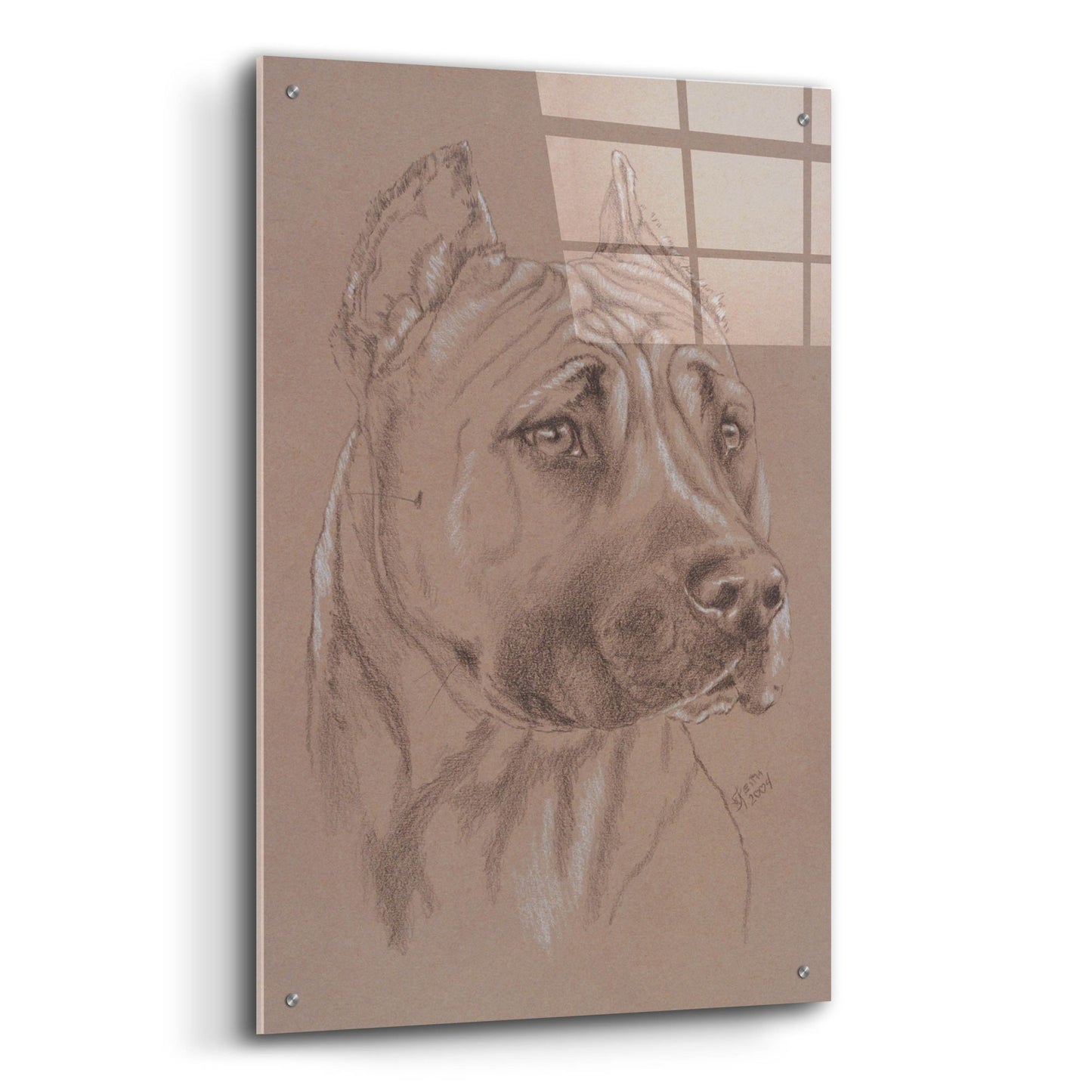 Epic Art 'Am Staffordshire Terrier' by Barbara Keith, Acrylic Glass Wall Art,24x36