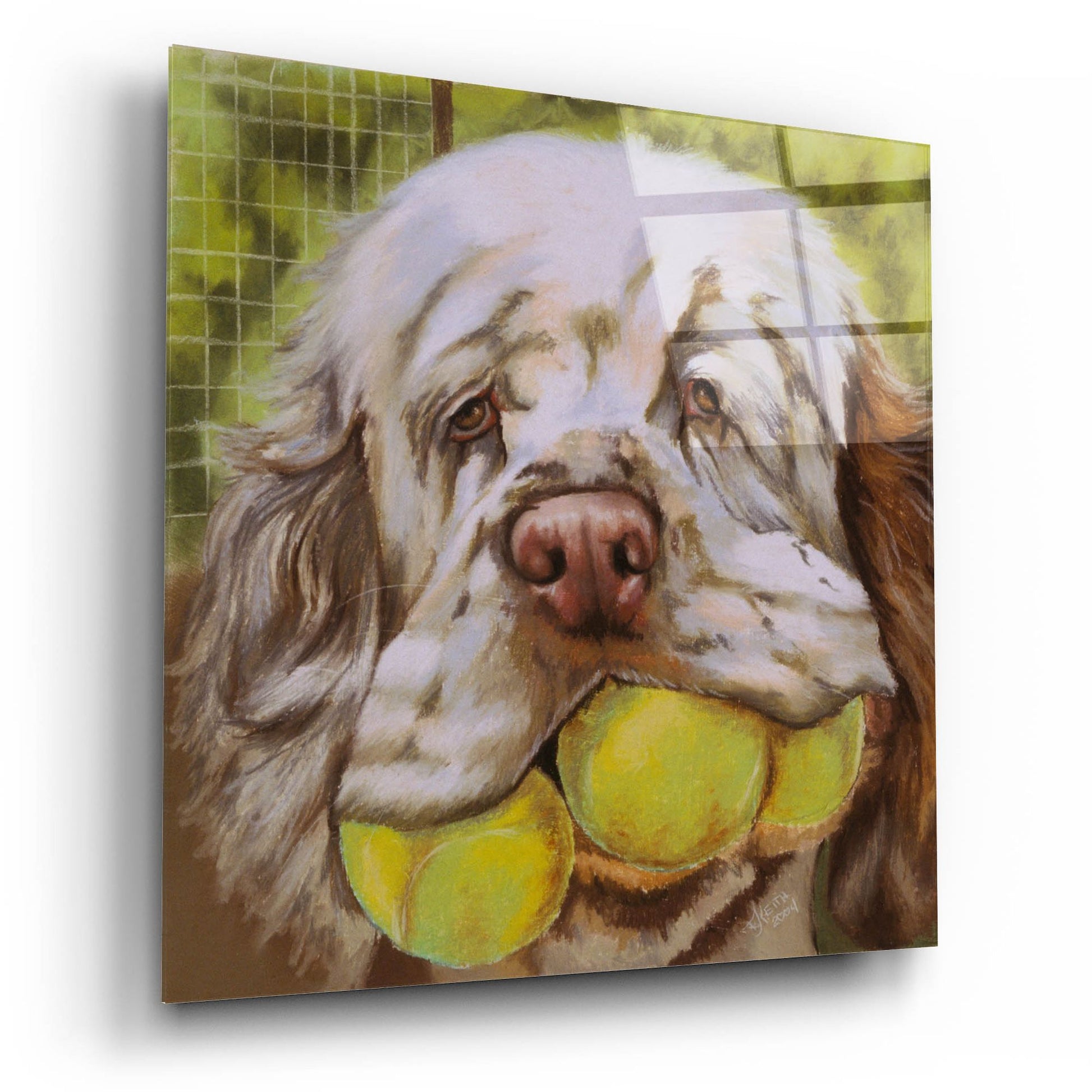 Epic Art 'Clumber Spaniel 2' by Barbara Keith, Acrylic Glass Wall Art,12x12