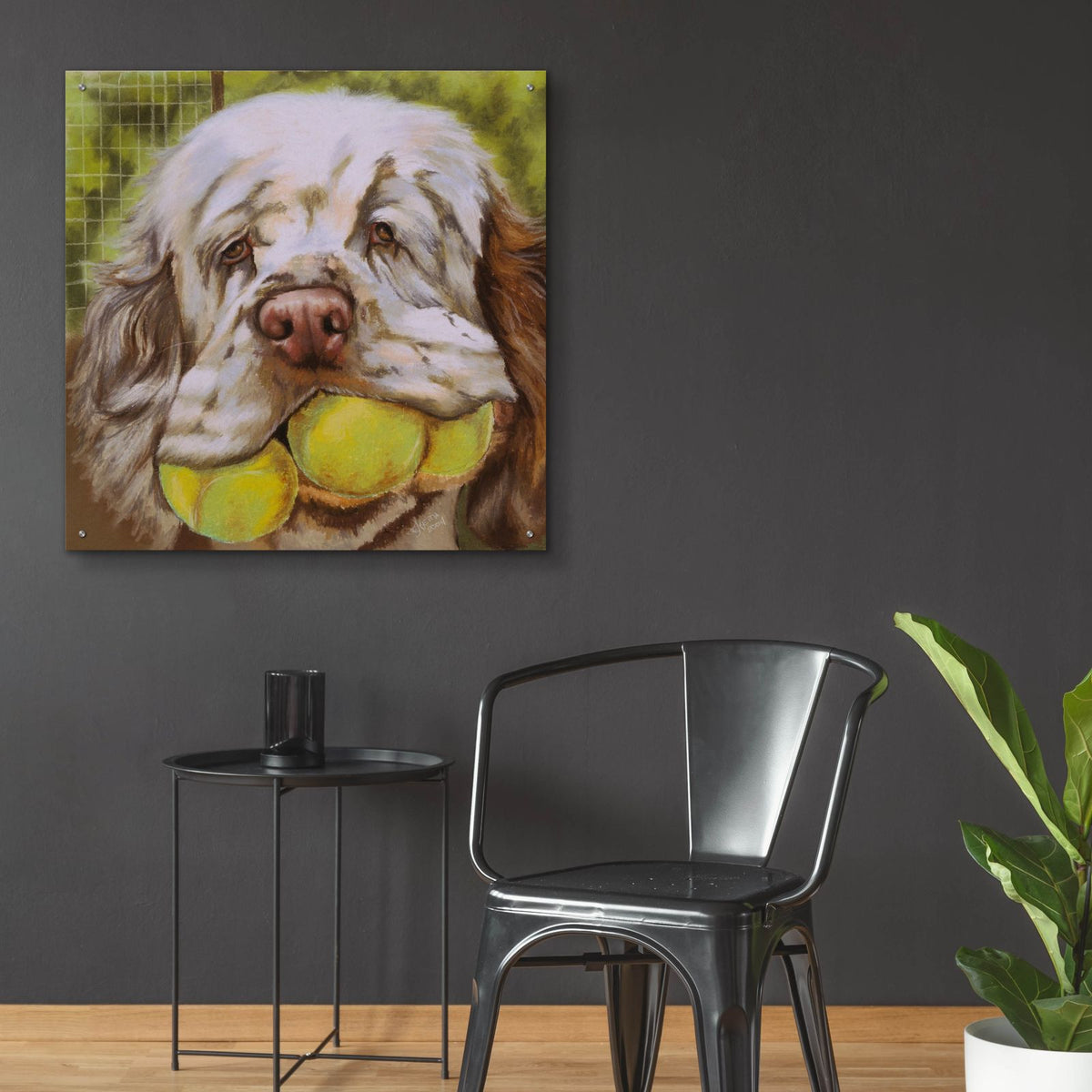 Clumber Spaniel 2 by Barbara Keith - 36x36 acrylic wall art in a room