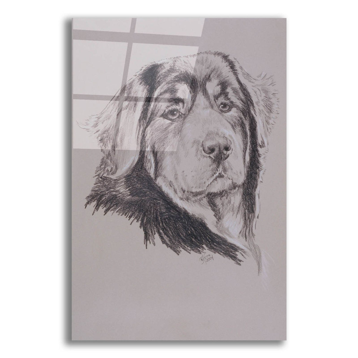 Tibetan Mastiff by Barbara Keith acrylic glass wall art
