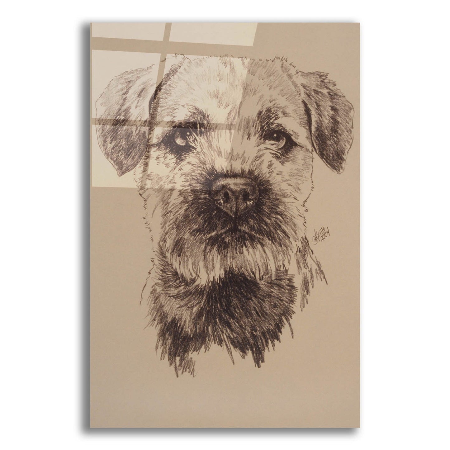 Epic Art 'Border Terrier' by Barbara Keith, Acrylic Glass Wall Art,12x16