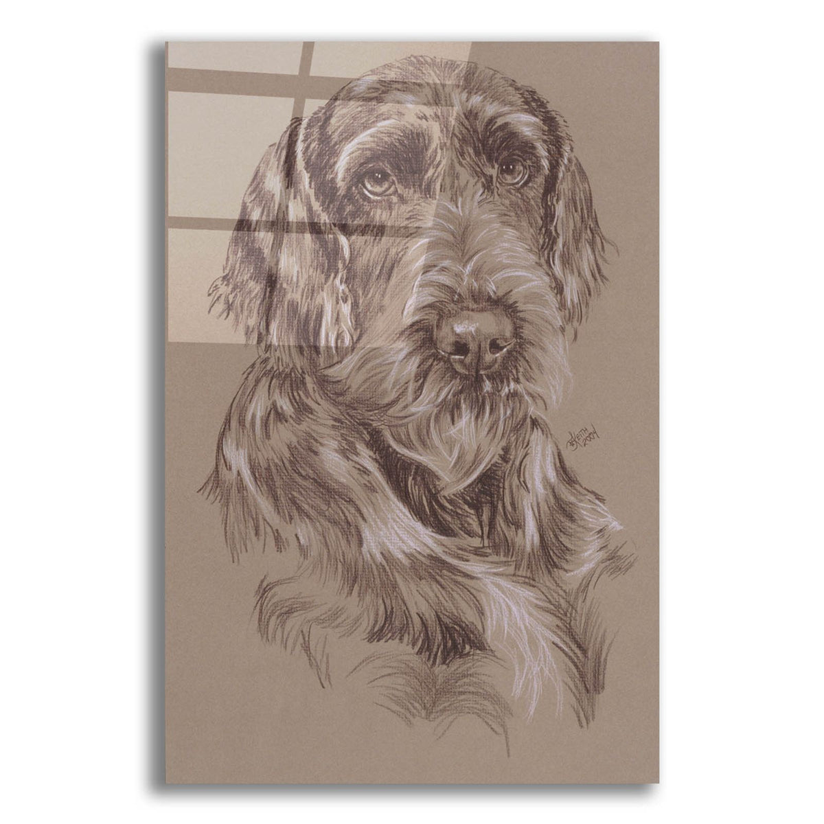 German Wirehaired Pointer by Barbara Keith acrylic glass wall art