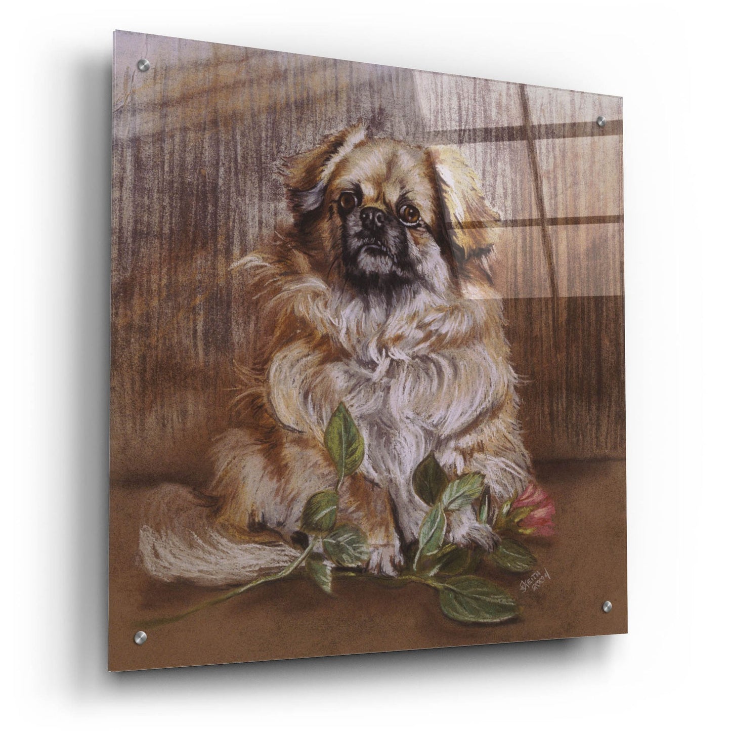 Epic Art 'Tibetan Spaniel 1' by Barbara Keith, Acrylic Glass Wall Art,24x24