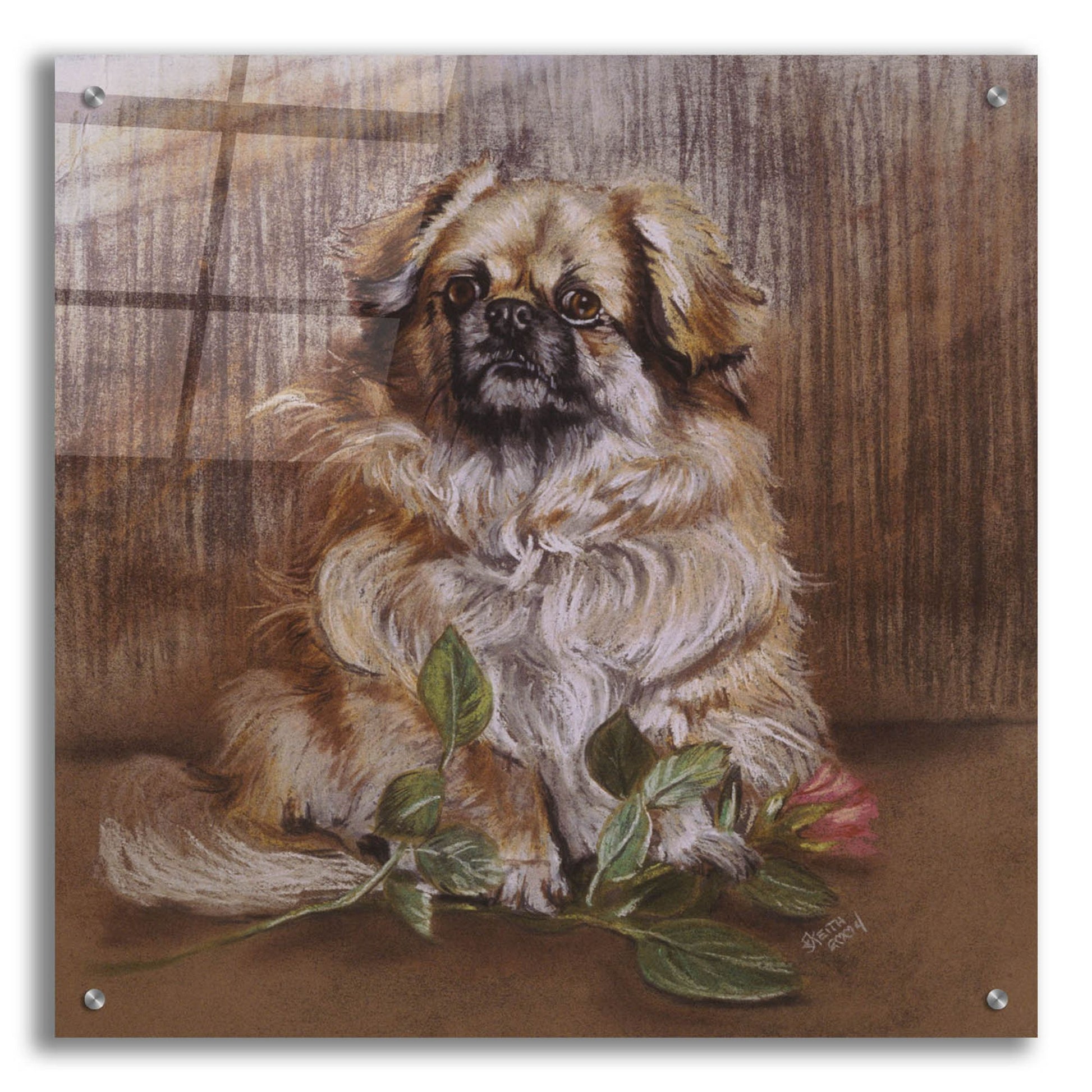 Epic Art 'Tibetan Spaniel 1' by Barbara Keith, Acrylic Glass Wall Art,24x24