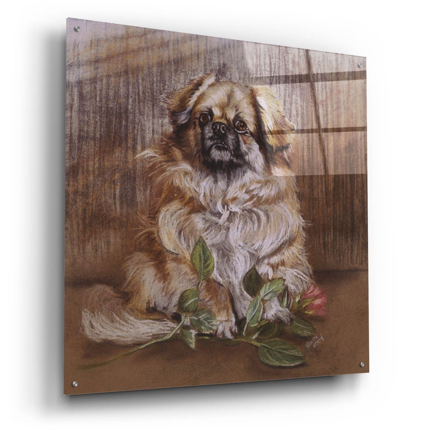 Epic Art 'Tibetan Spaniel 1' by Barbara Keith, Acrylic Glass Wall Art,36x36