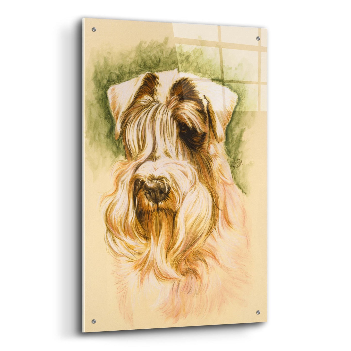 Epic Art 'Sealyham Terrier' by Barbara Keith, Acrylic Glass Wall Art,24x36