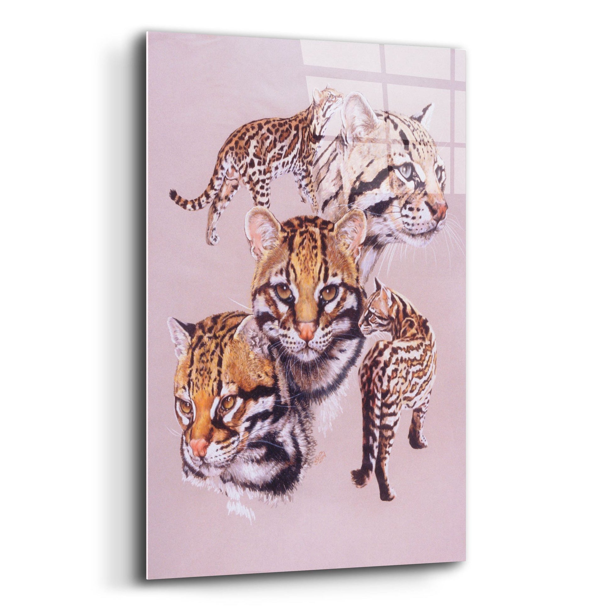 Epic Art 'Ocelot' by Barbara Keith, Acrylic Glass Wall Art,12x16