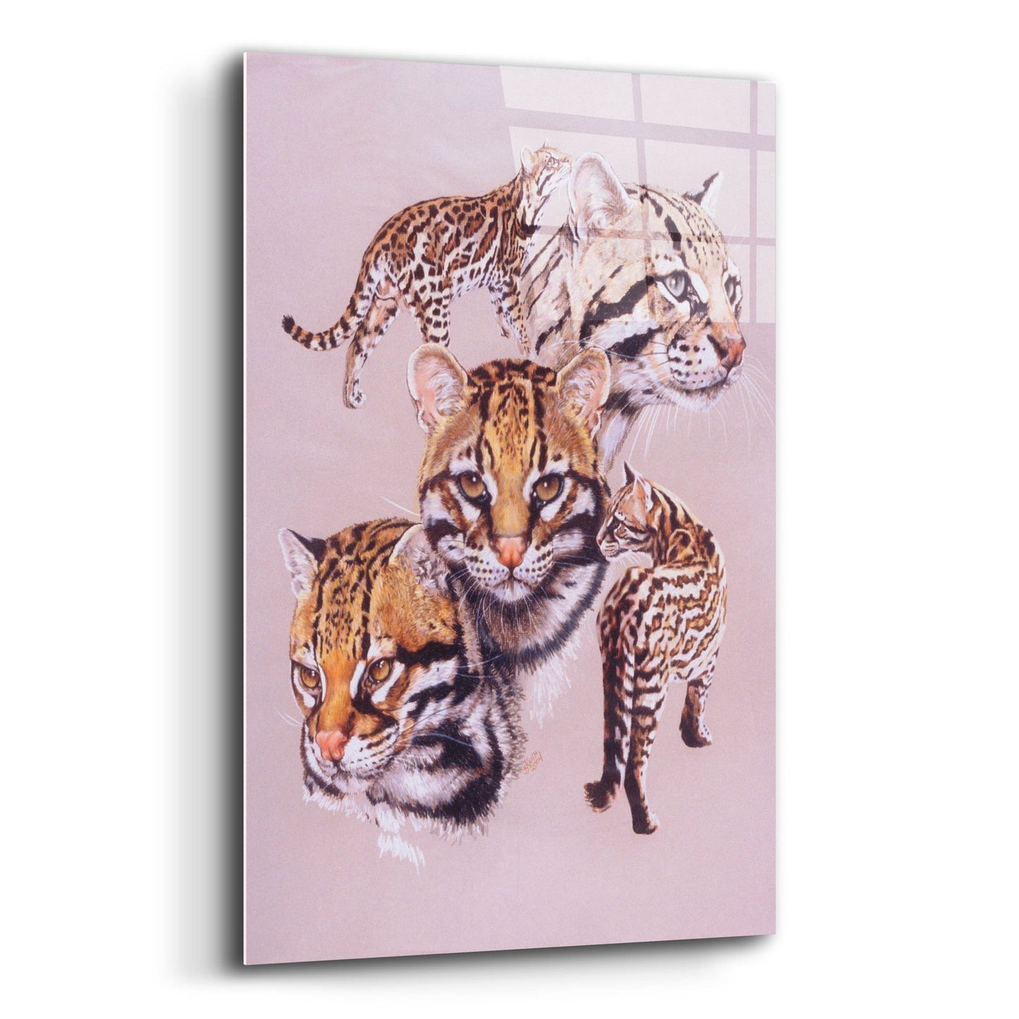 Epic Art 'Ocelot' by Barbara Keith, Acrylic Glass Wall Art,16x24