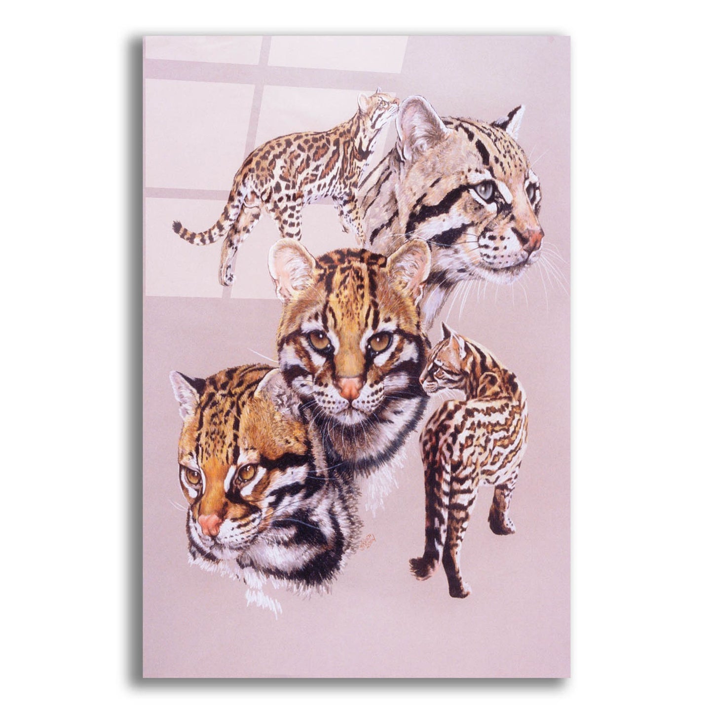 Epic Art 'Ocelot' by Barbara Keith, Acrylic Glass Wall Art,16x24