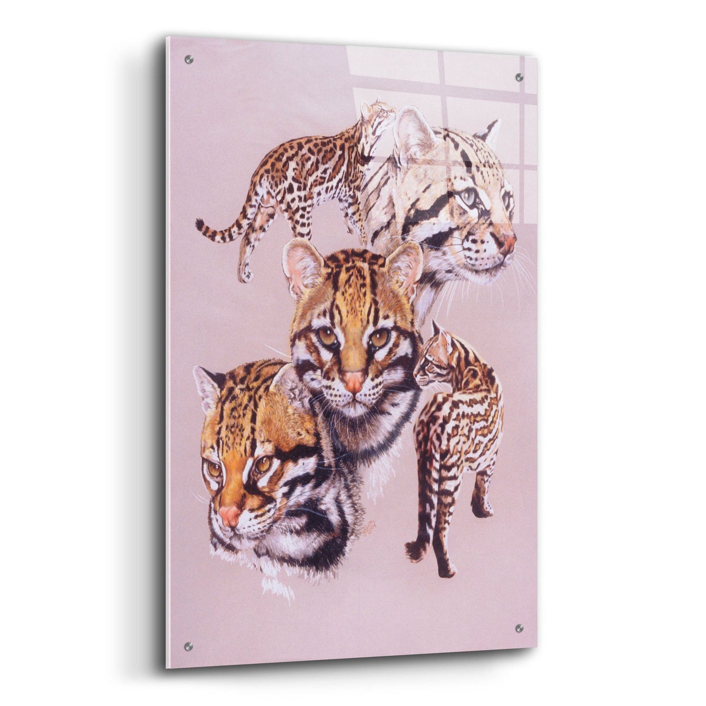 Epic Art 'Ocelot' by Barbara Keith, Acrylic Glass Wall Art,24x36