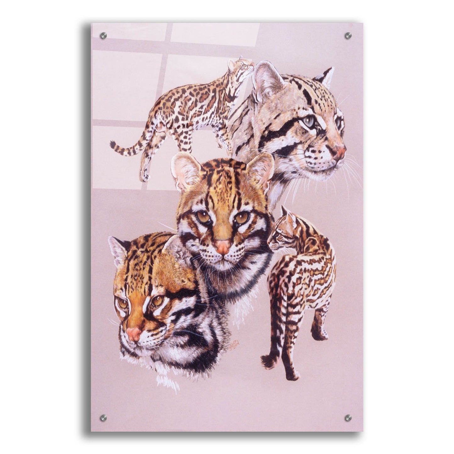 Epic Art 'Ocelot' by Barbara Keith, Acrylic Glass Wall Art,24x36